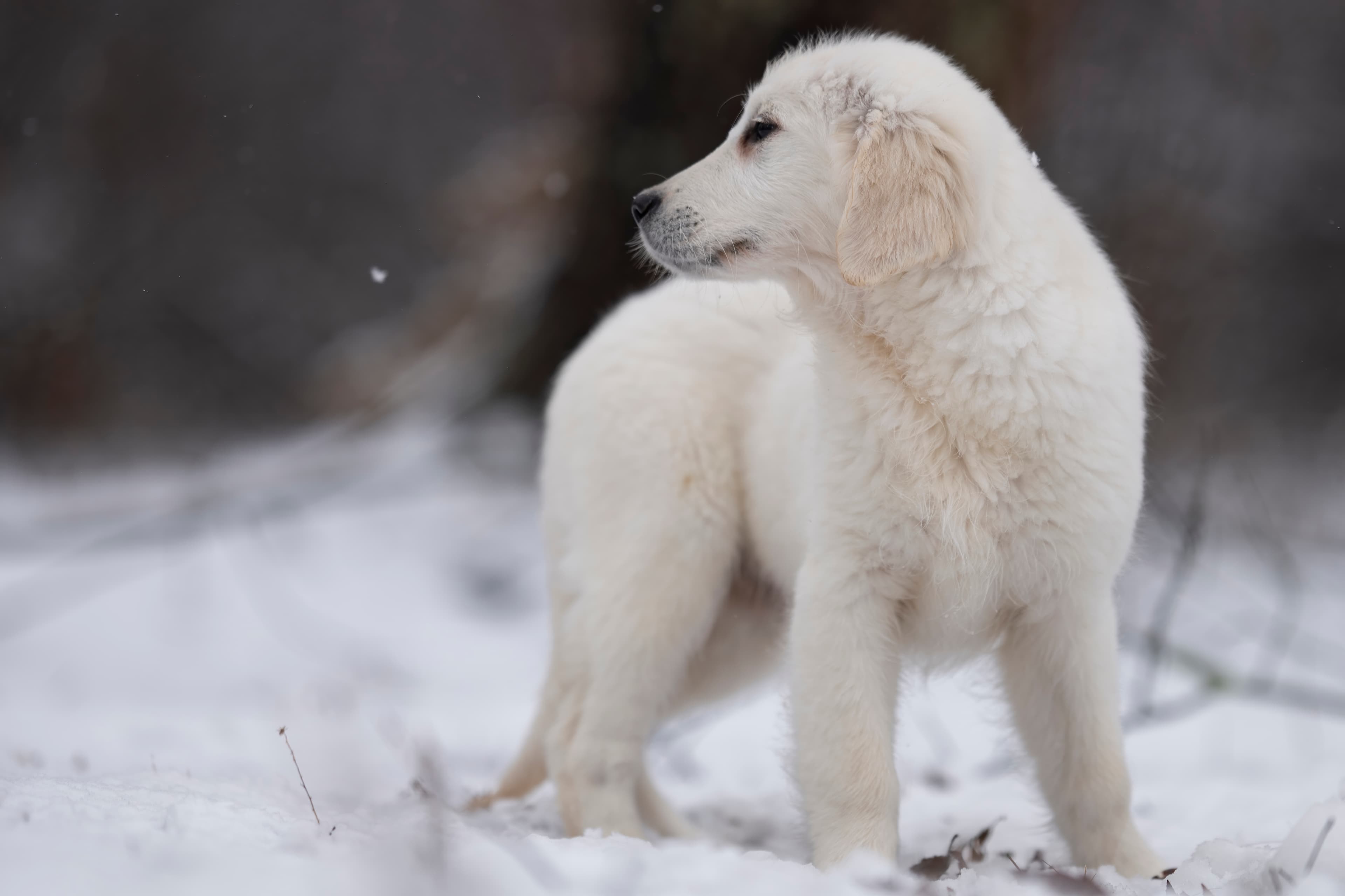 Puppies — WPup2091 f