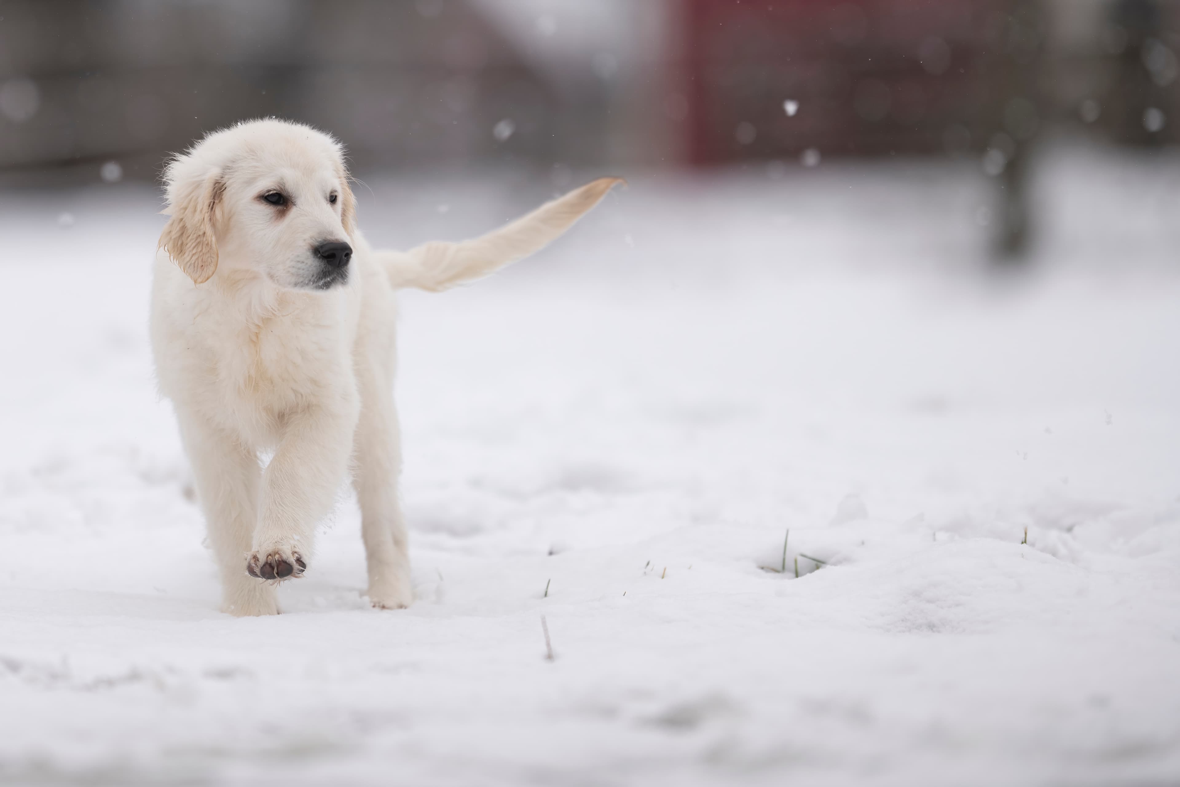 Puppies — WPup2340 f