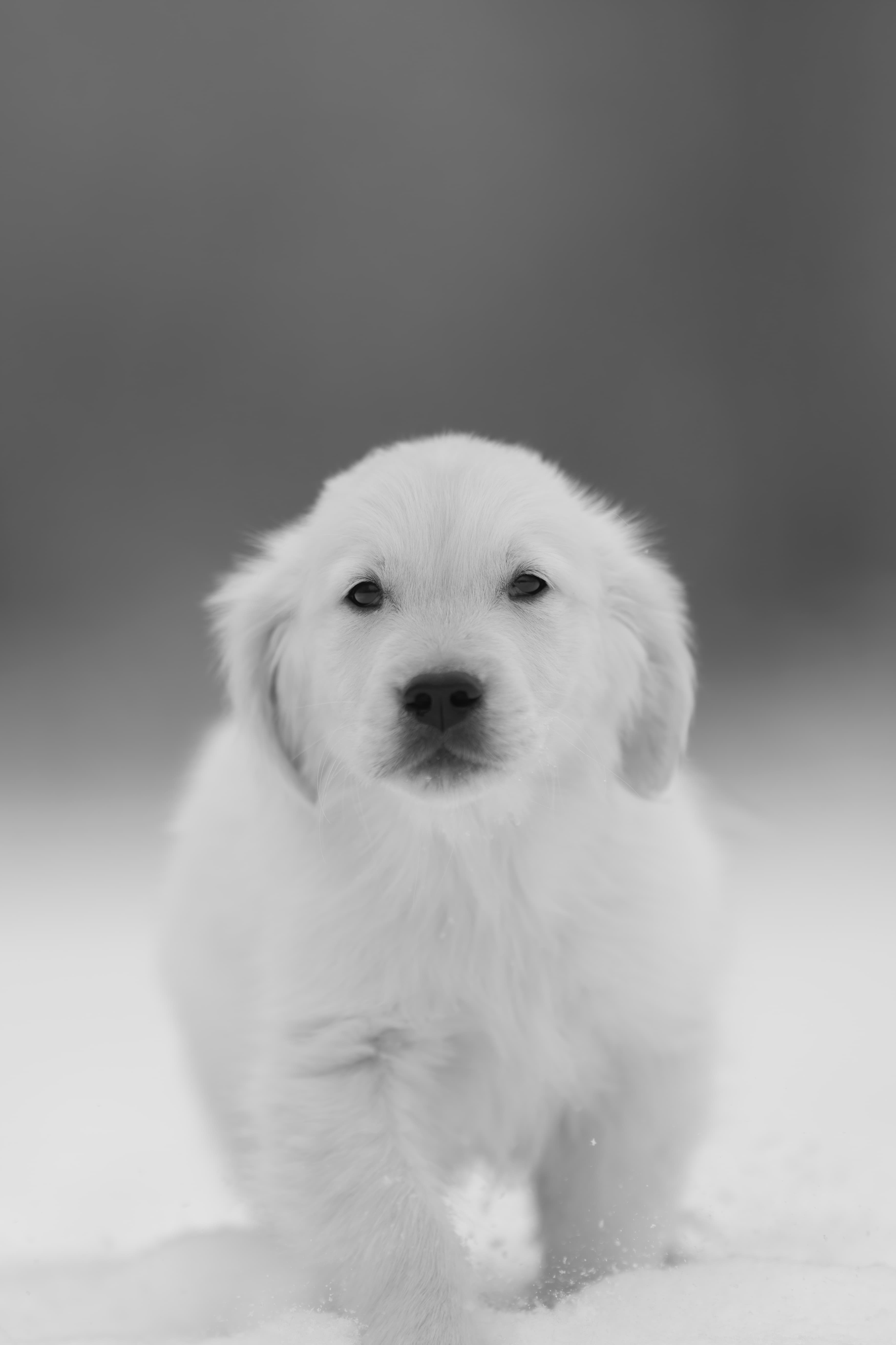 Puppies — MiaWhite251 1 f