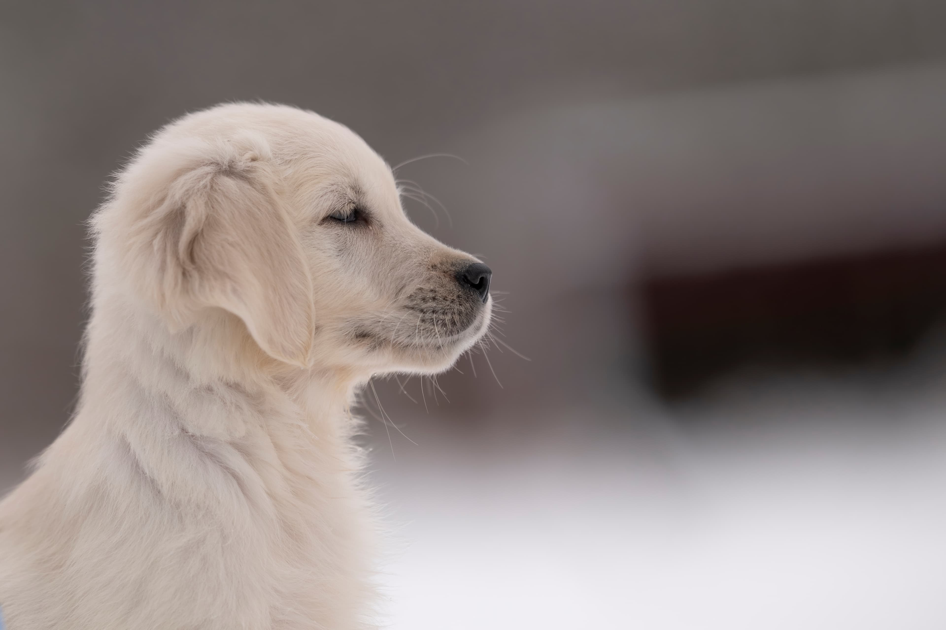 Puppies — MiaWhite392 f