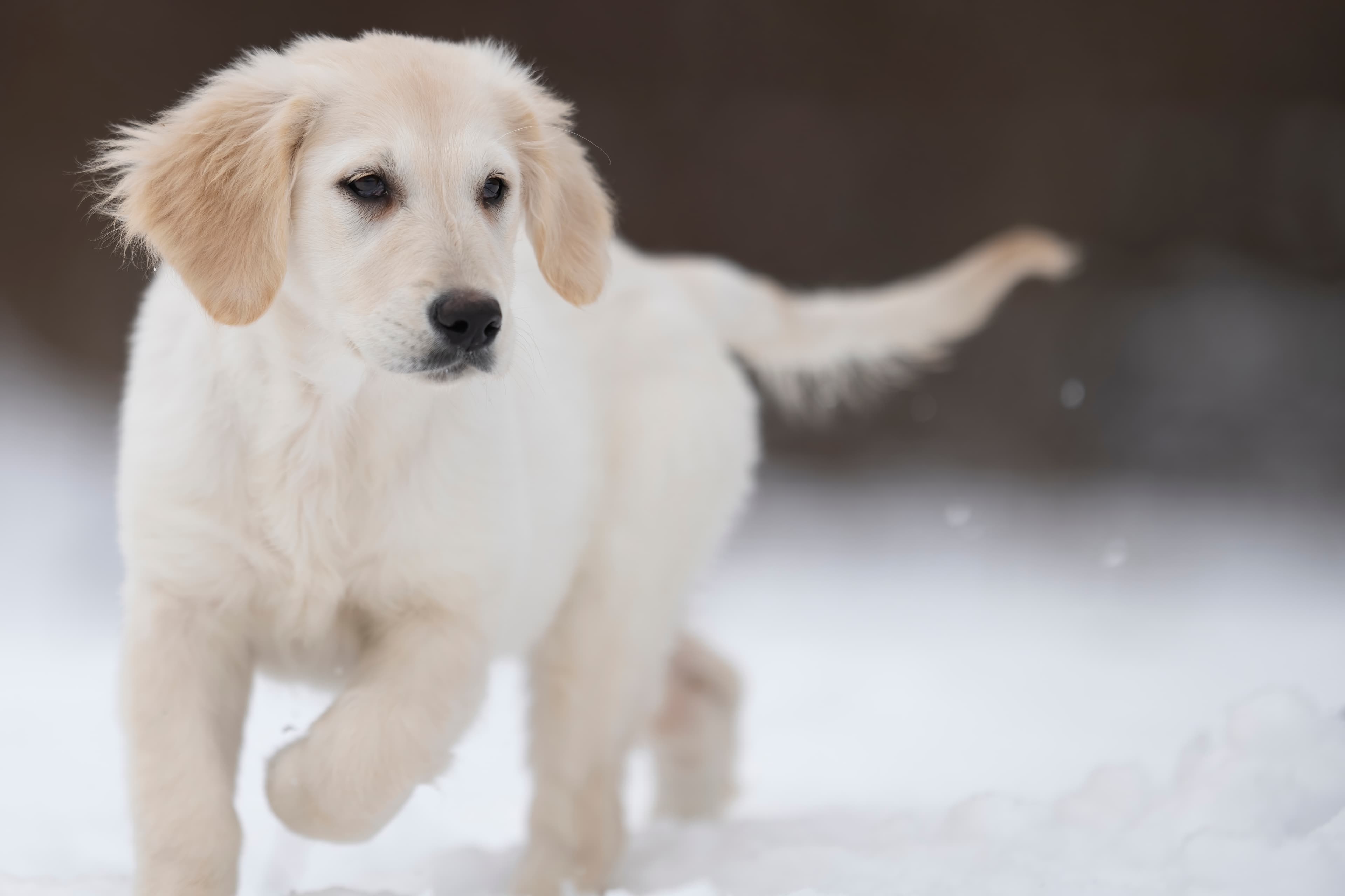 Puppies — LittleRedMo045 f
