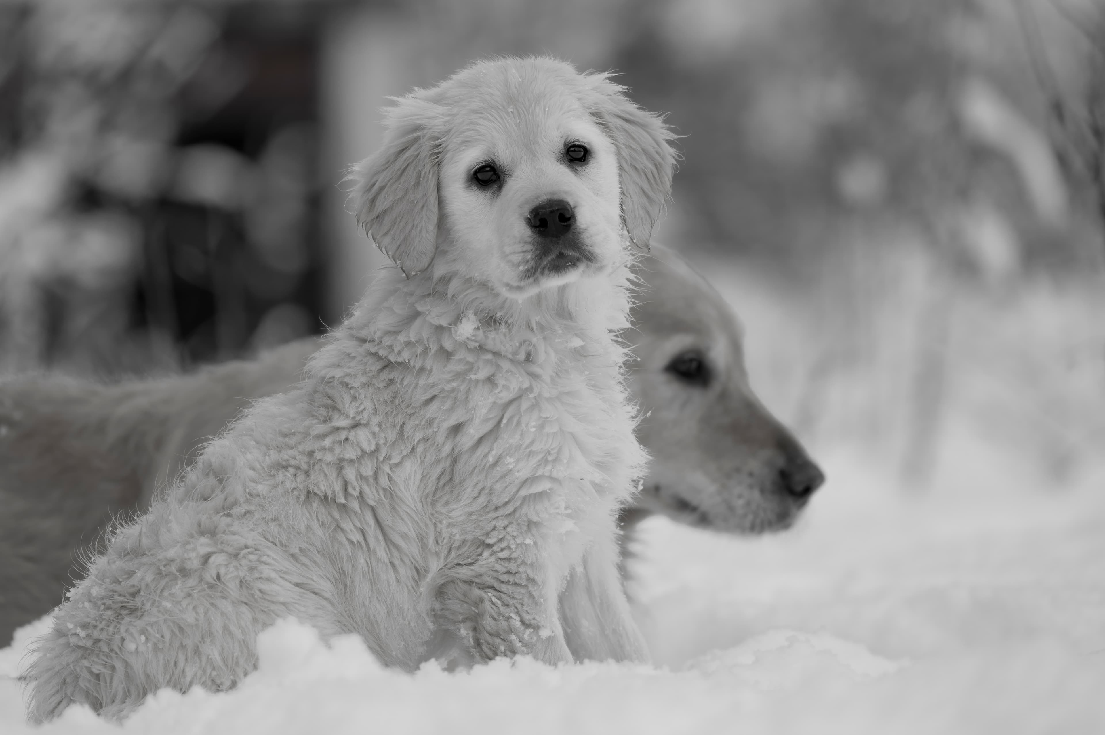 Puppies — SnowWhite0301 f