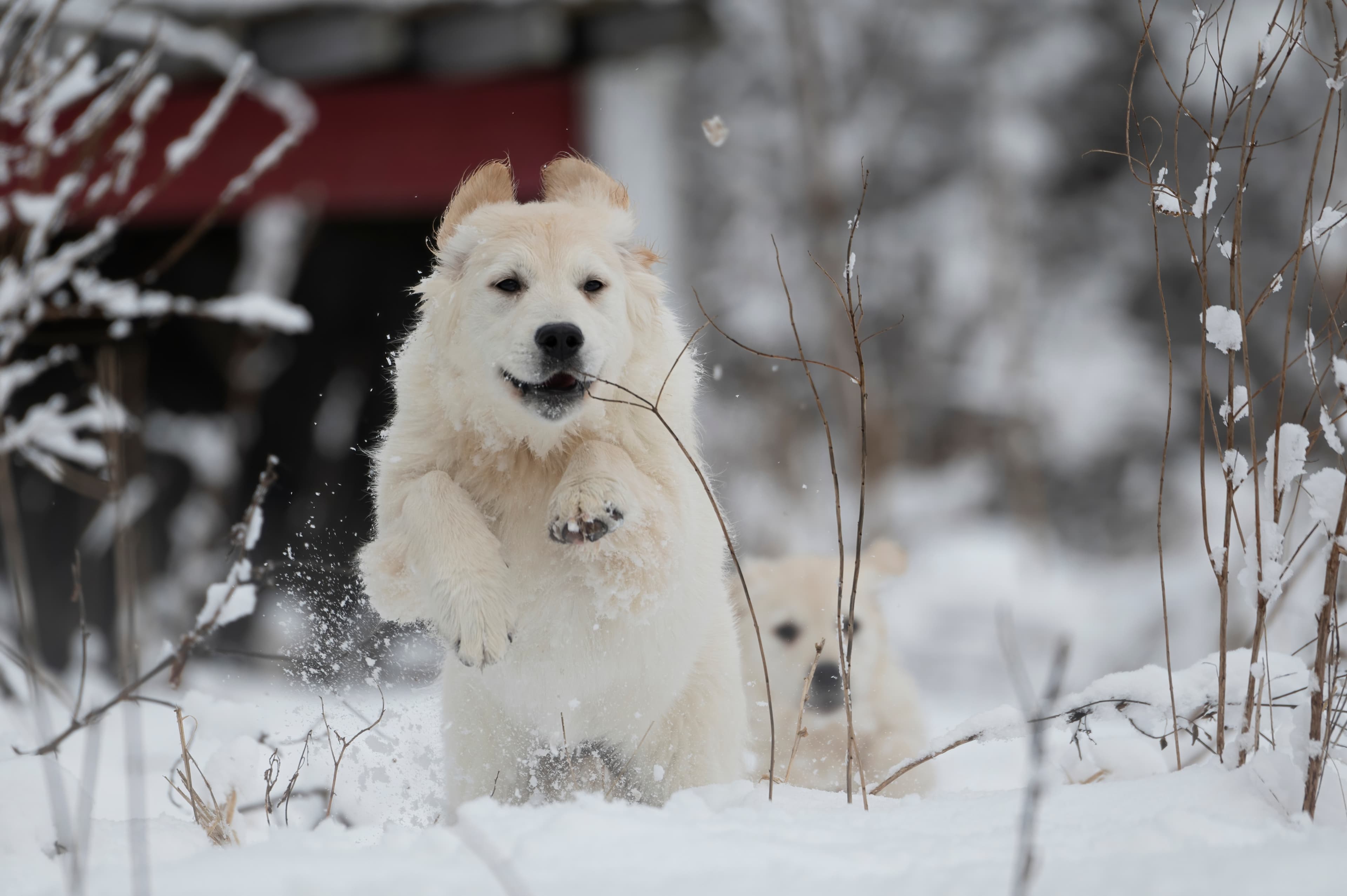 Puppies — SnowWhite0340 f