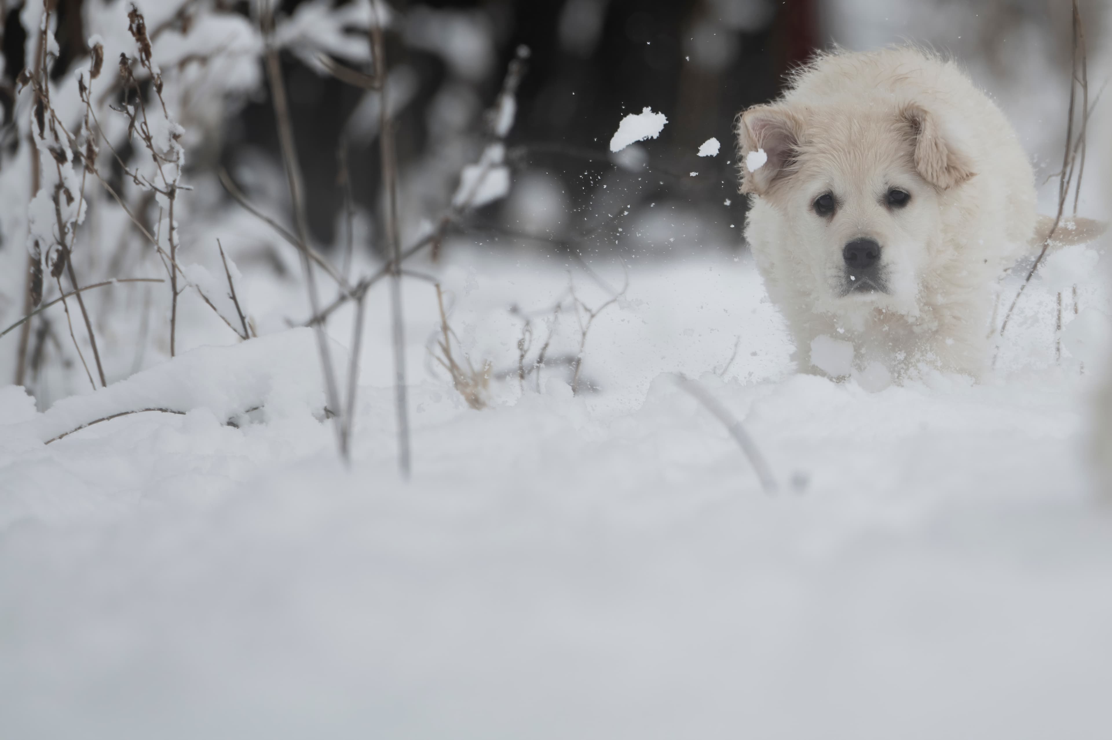 Puppies — SnowWhite0358 f