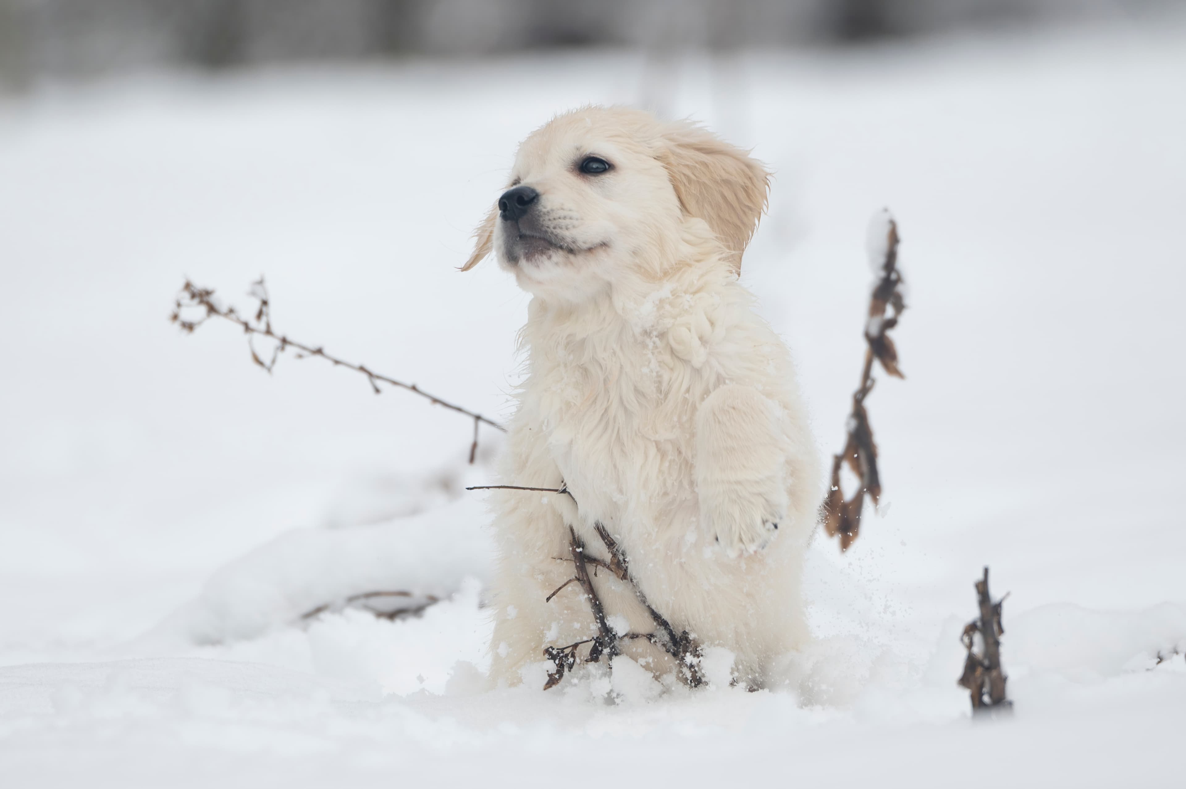 Puppies — SnowWhite0908 f