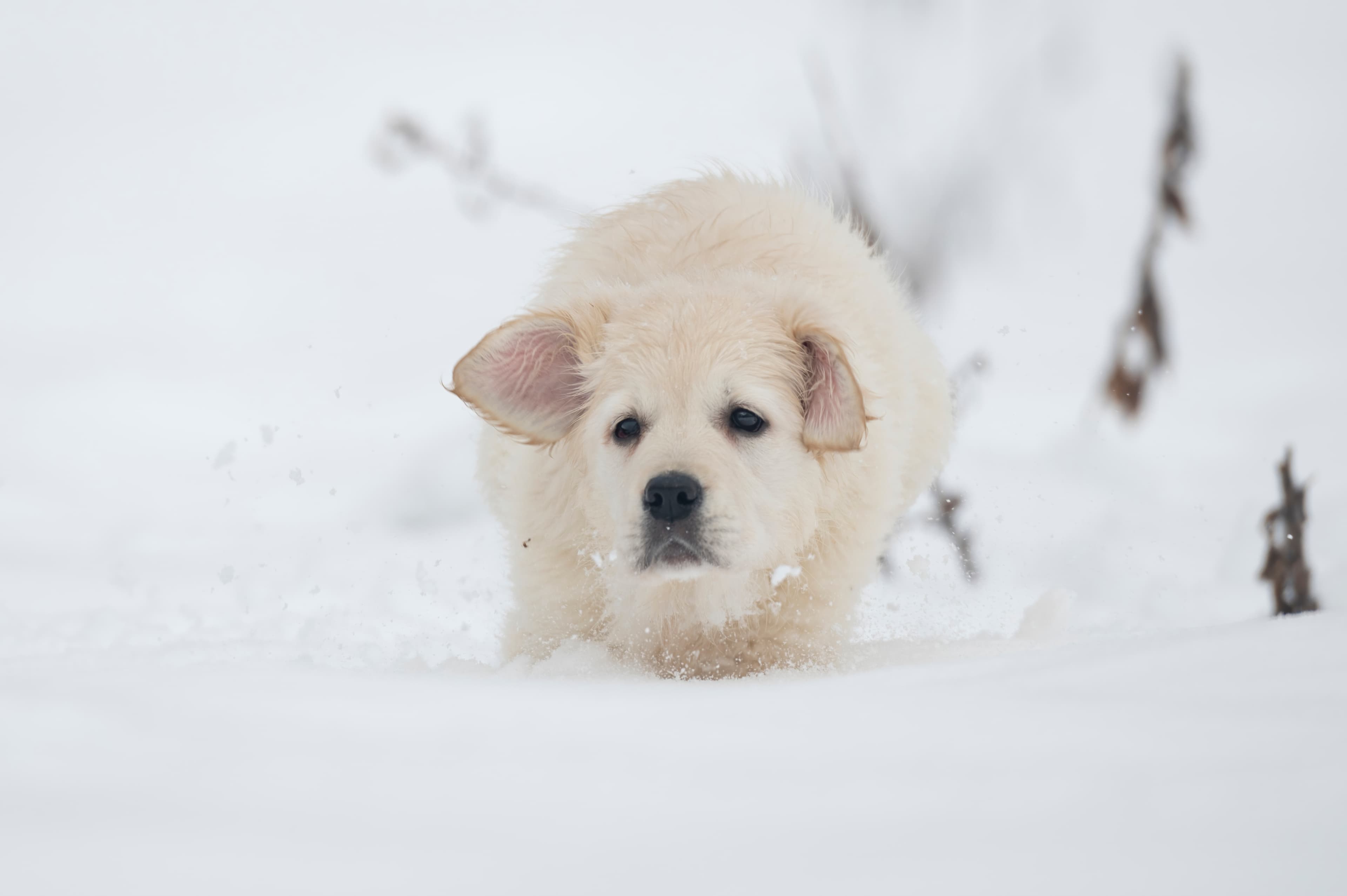 Puppies — SnowWhite0920 f