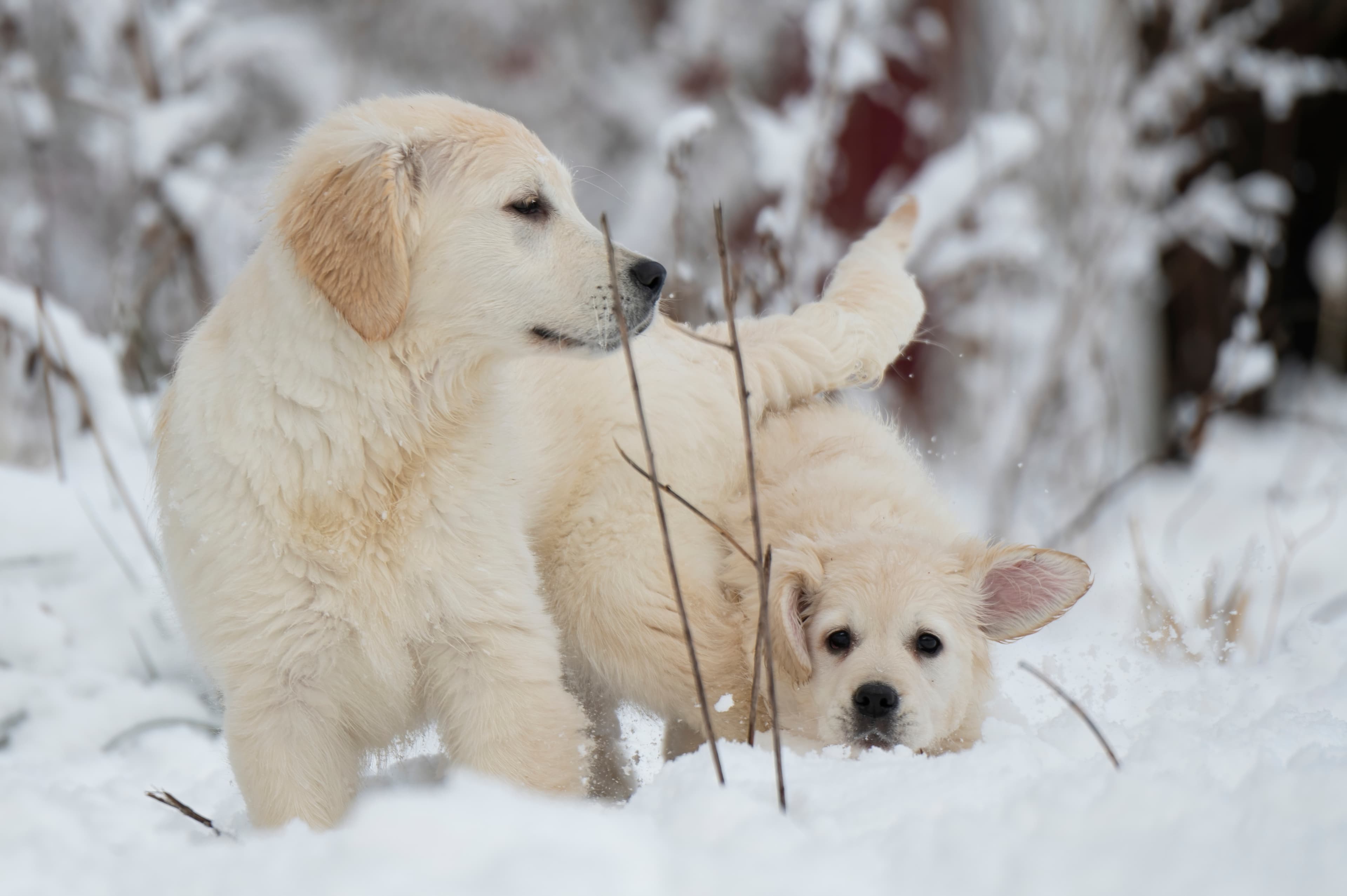 Puppies — SnowWhite0958 f