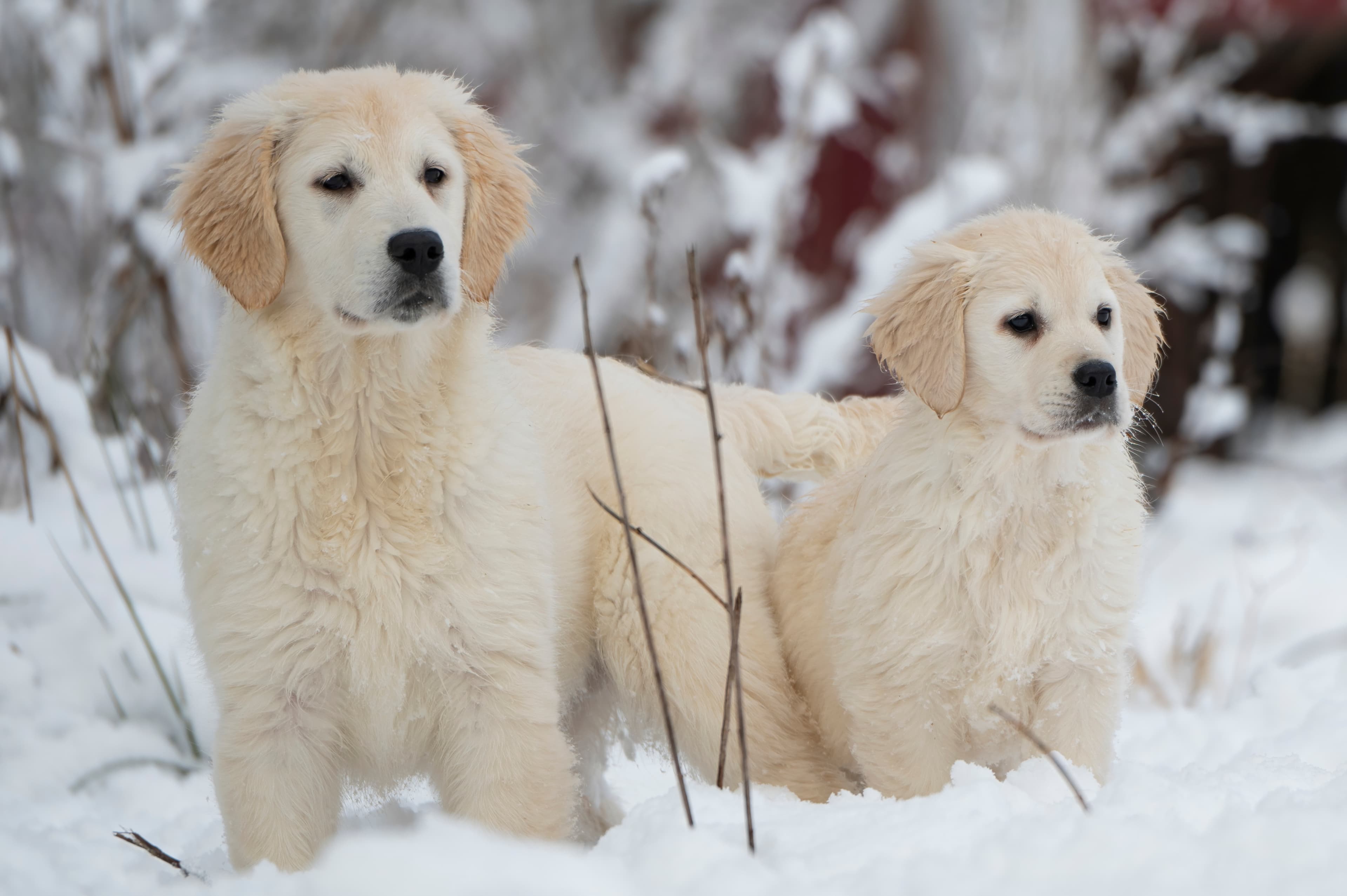 Puppies — SnowWhite0964 f