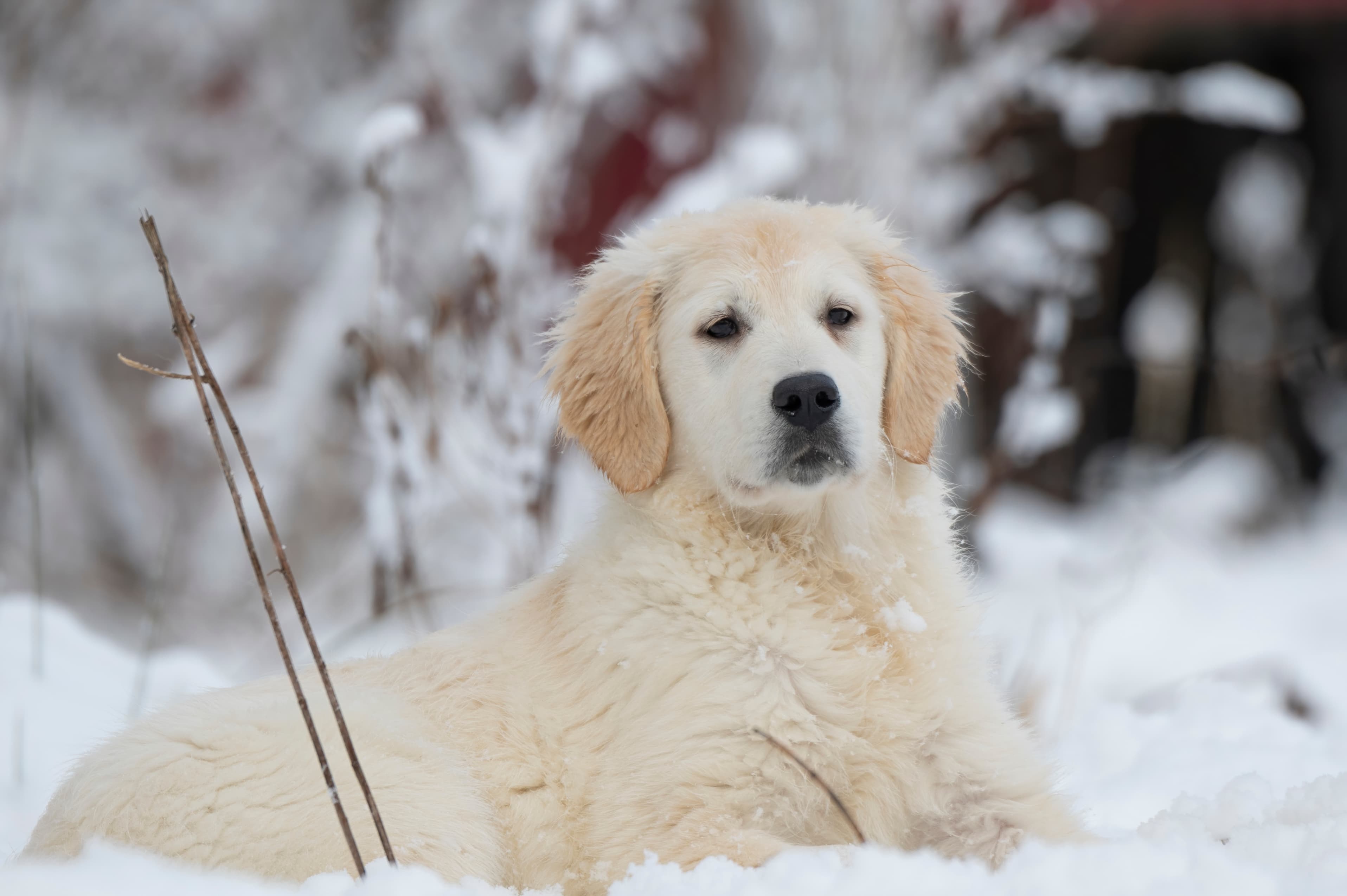 Puppies — SnowWhite1007 f