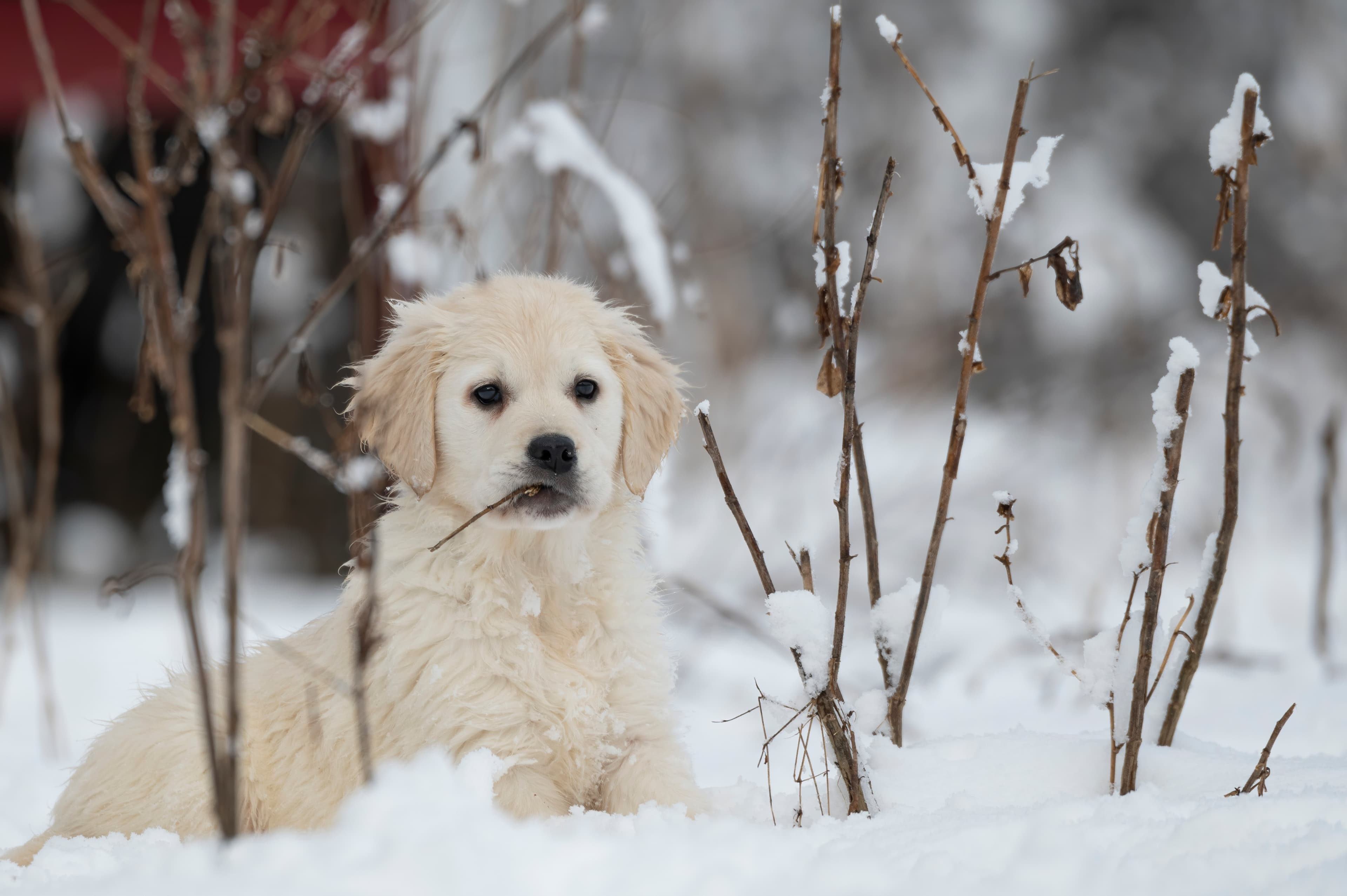 Puppies — SnowWhite1018 f