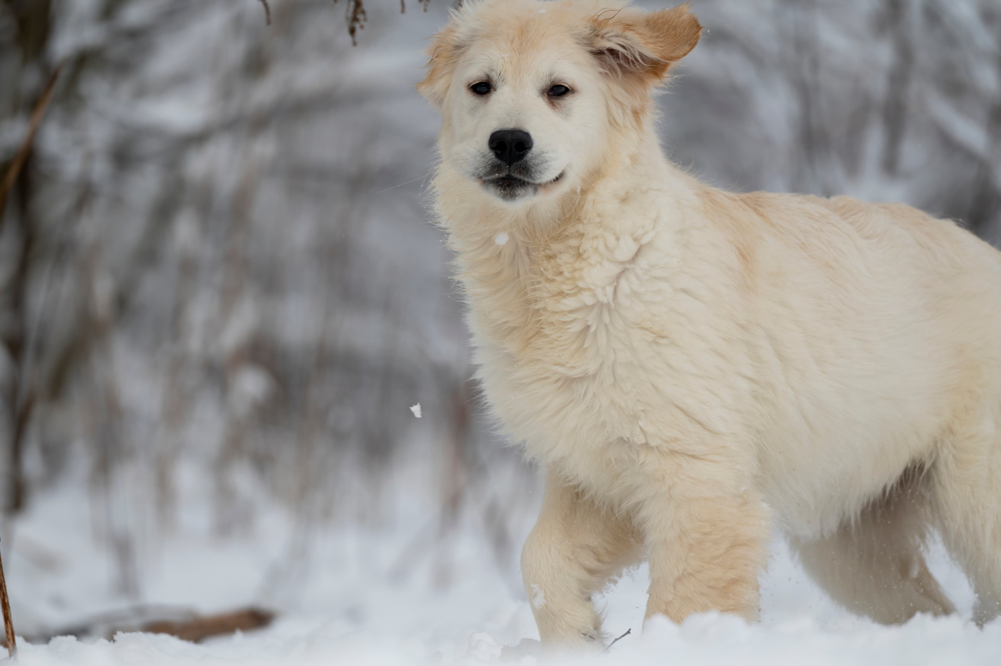 Puppies — SnowWhite1038 f