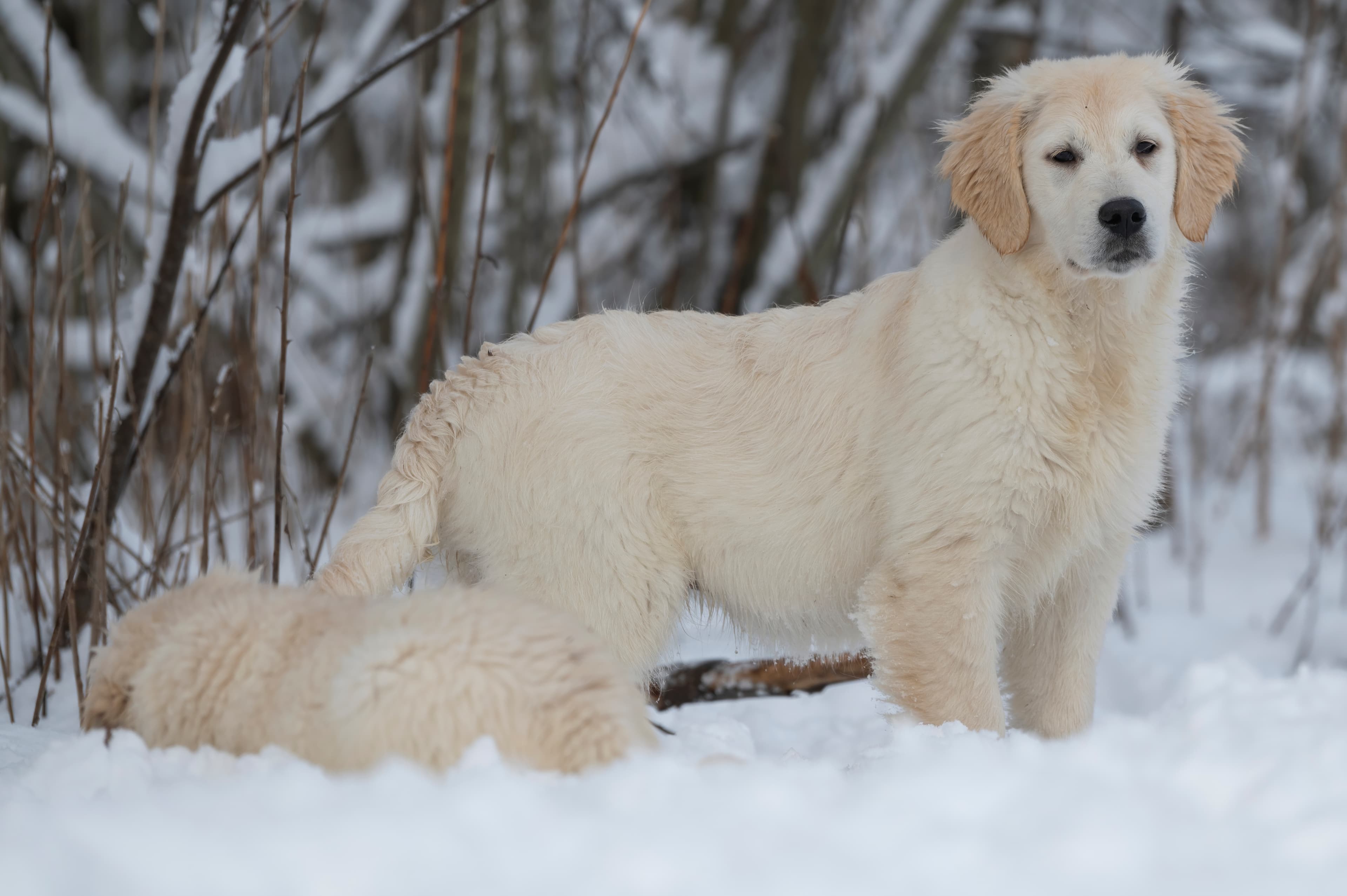 Puppies — SnowWhite1211 f