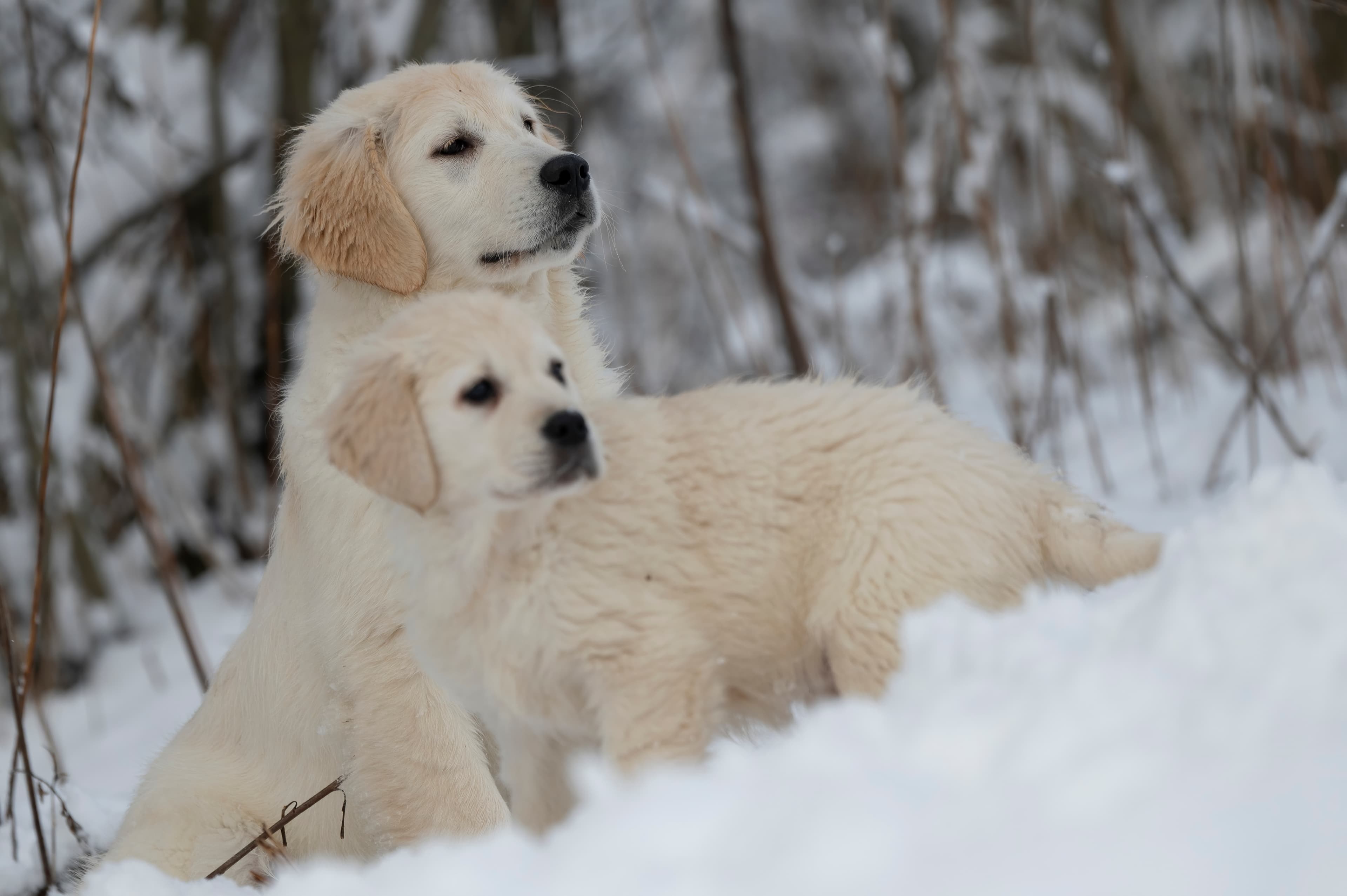 Puppies — SnowWhite1241 f