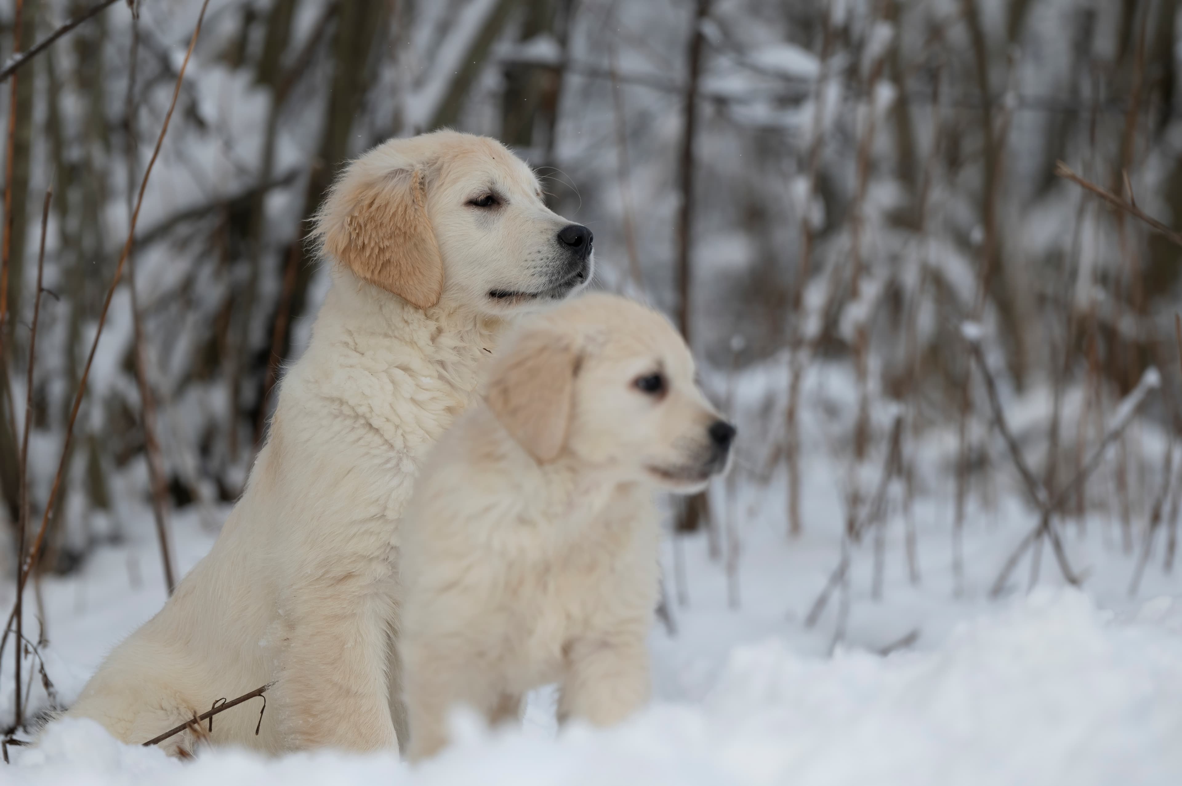 Puppies — SnowWhite1249 f