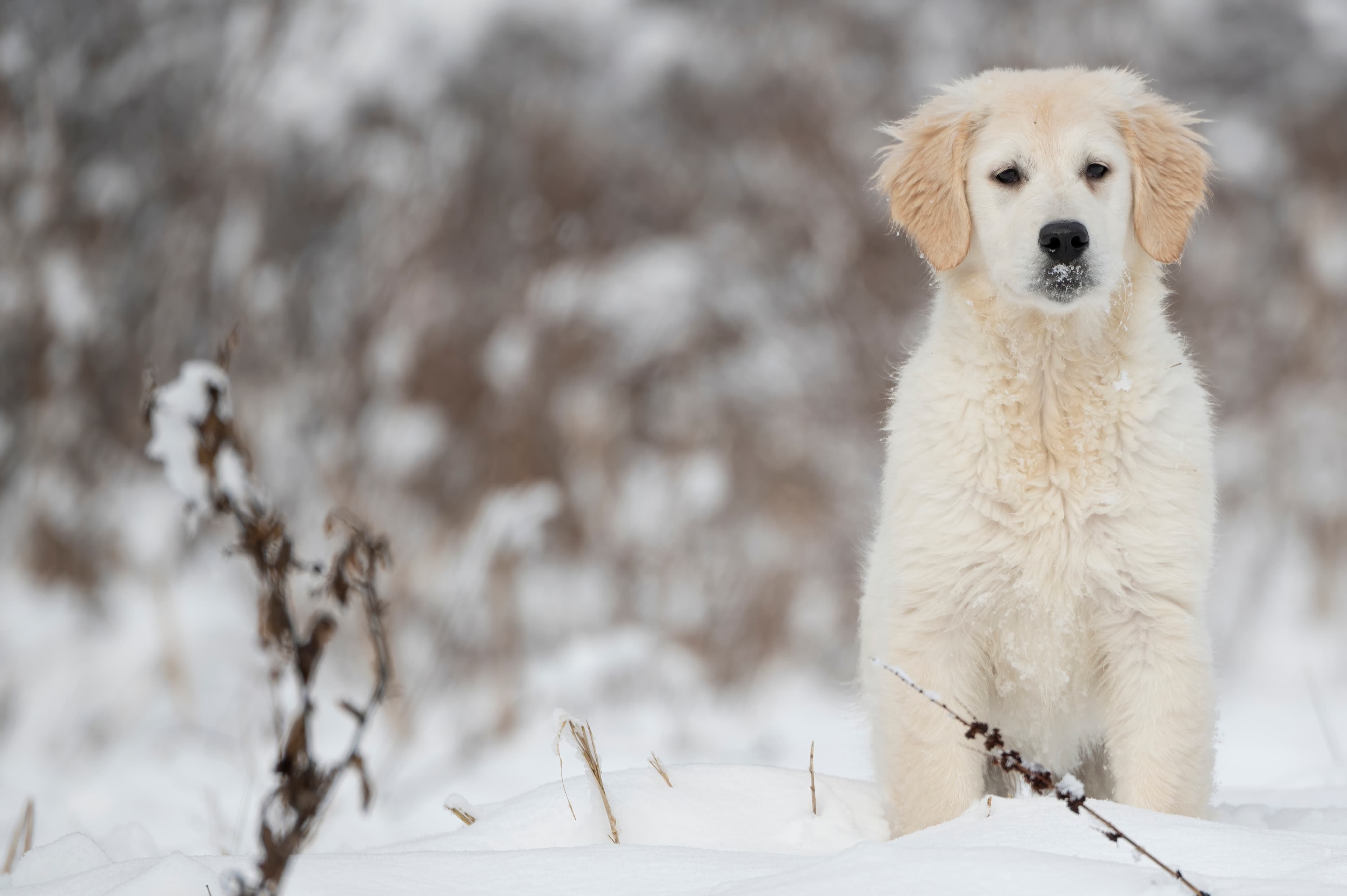Puppies — SnowWhite1279 f