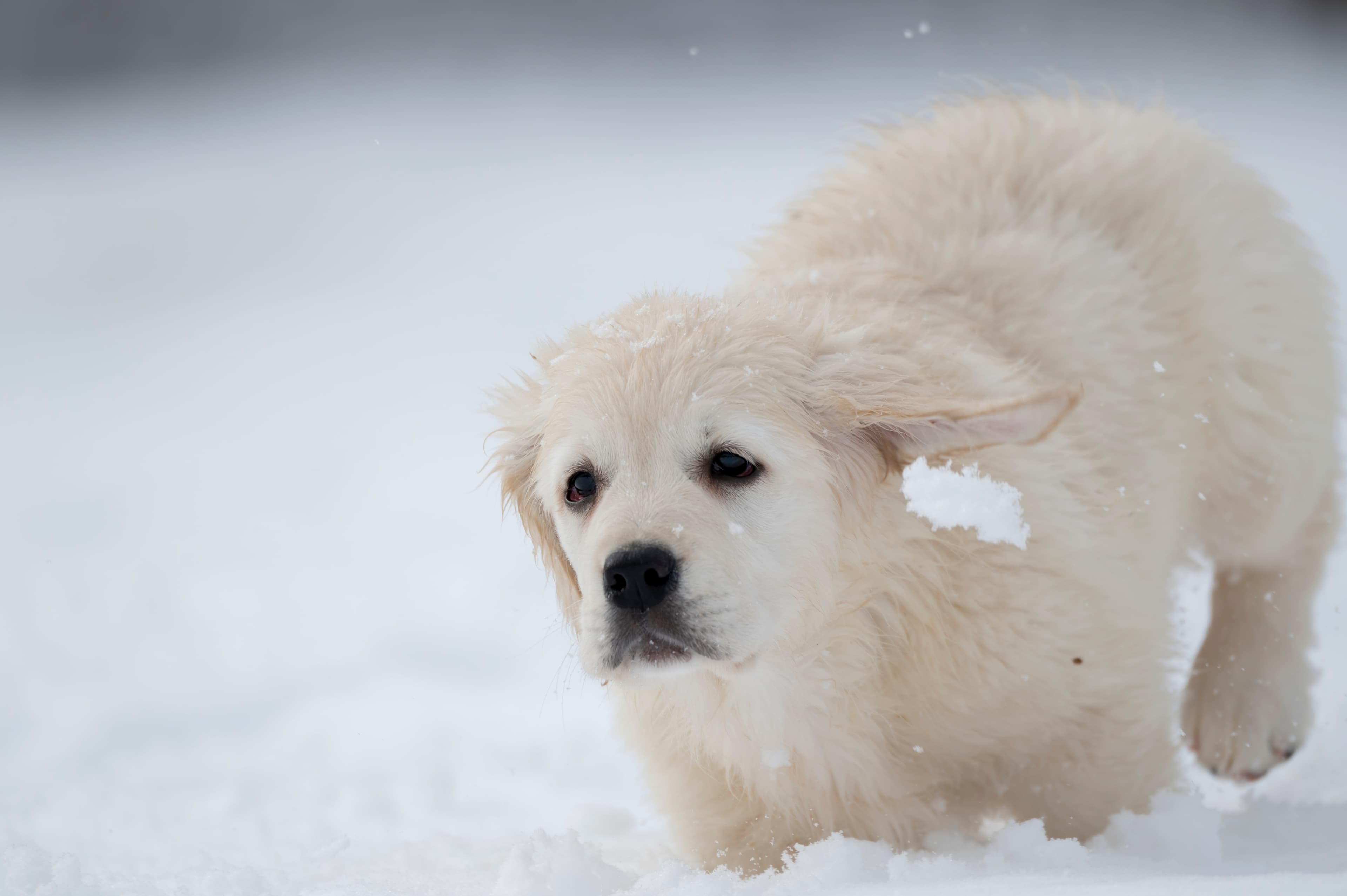 Puppies — SnowWhite1457 f