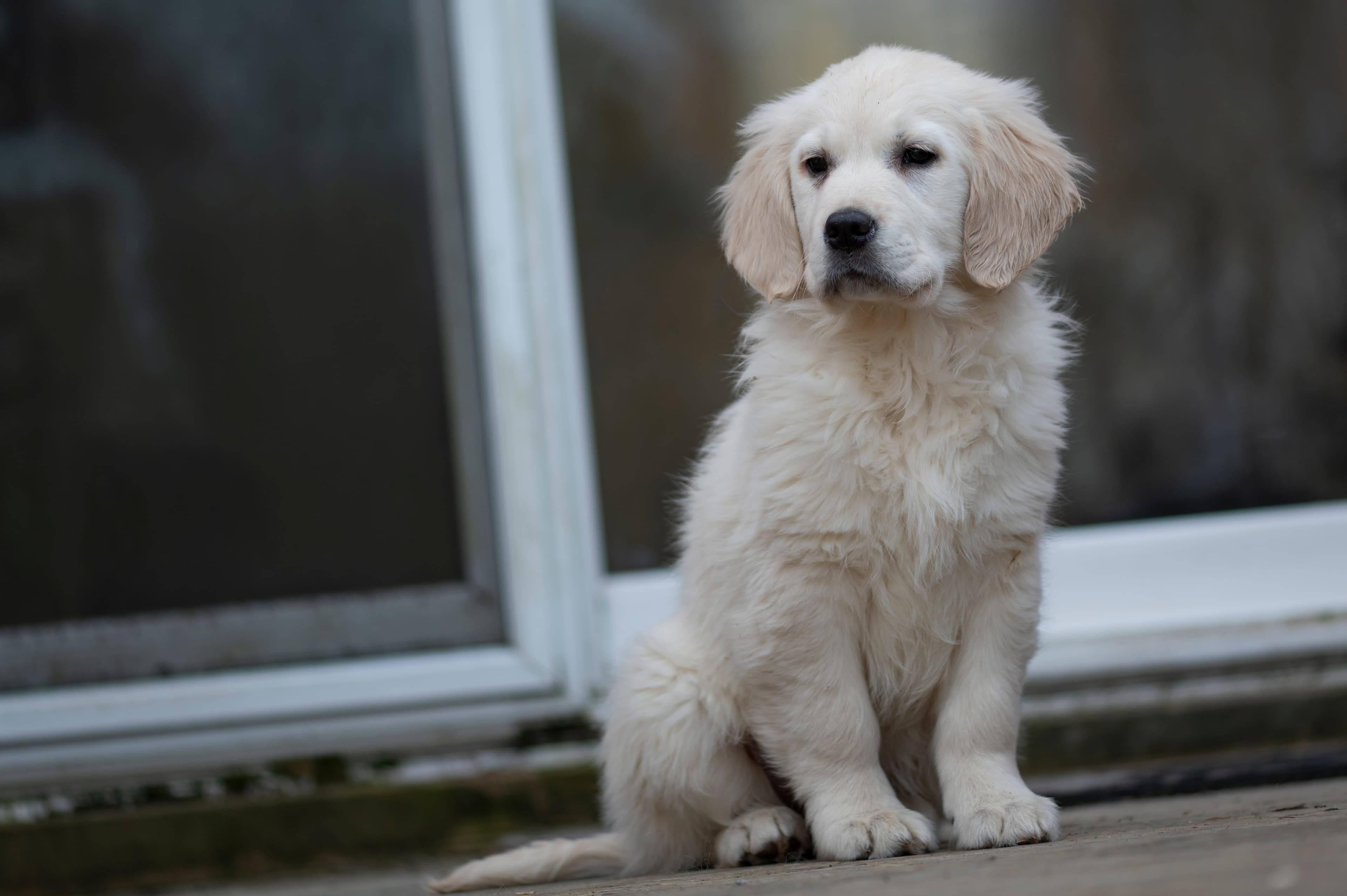 Puppies — DMooMoo256
