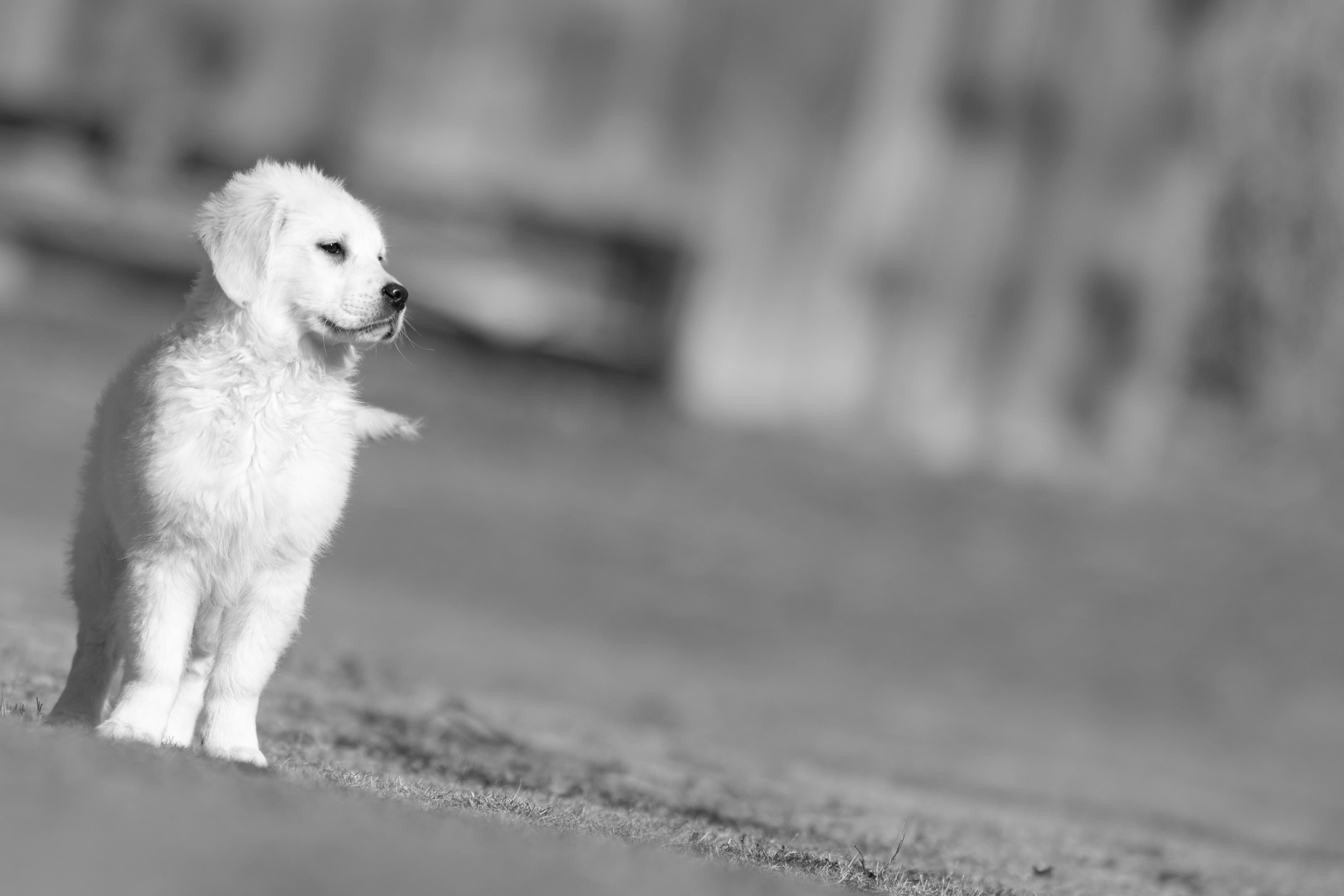 Puppies — MooNewField068 1