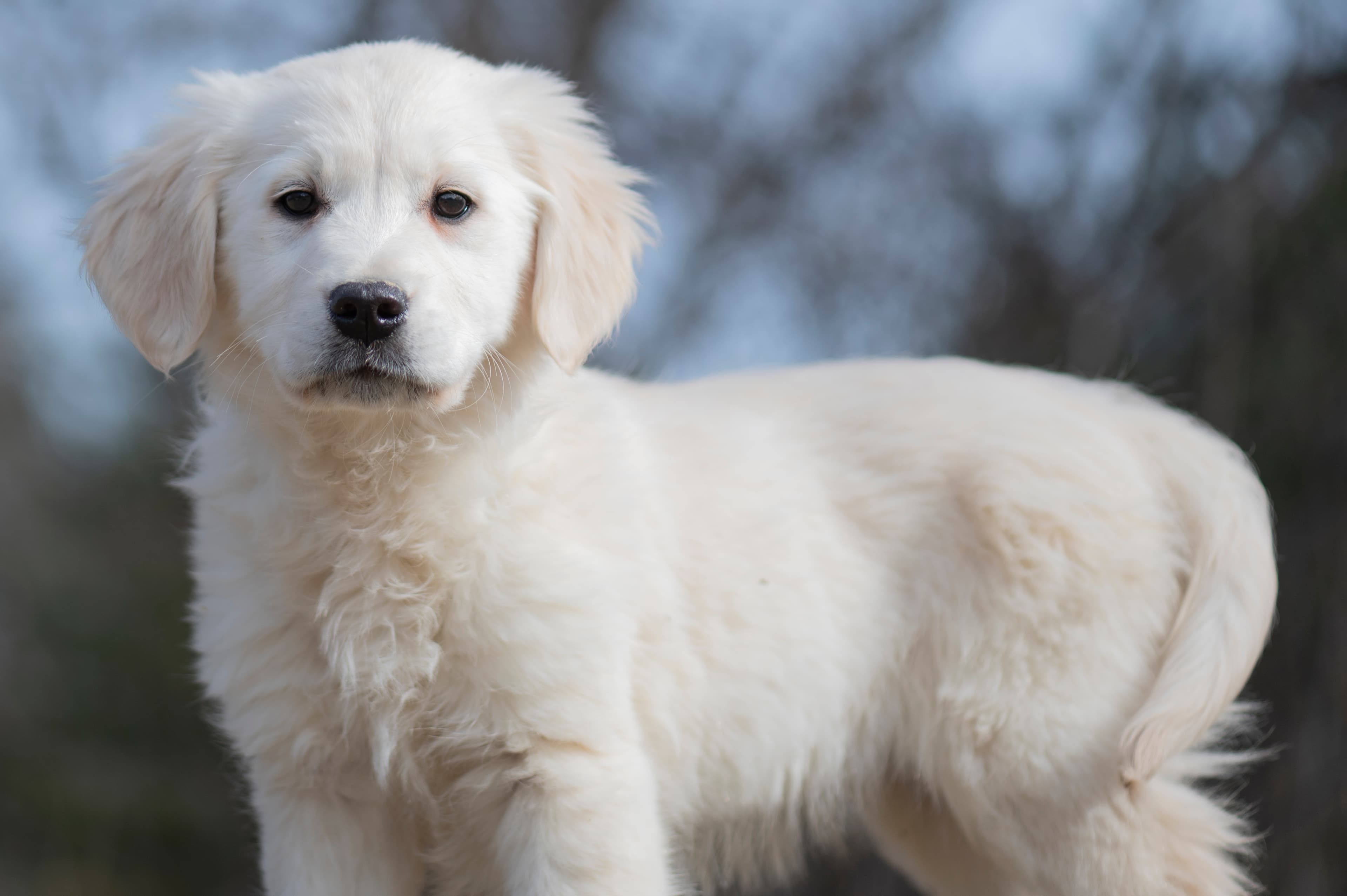 Puppies — ABbSeibert067