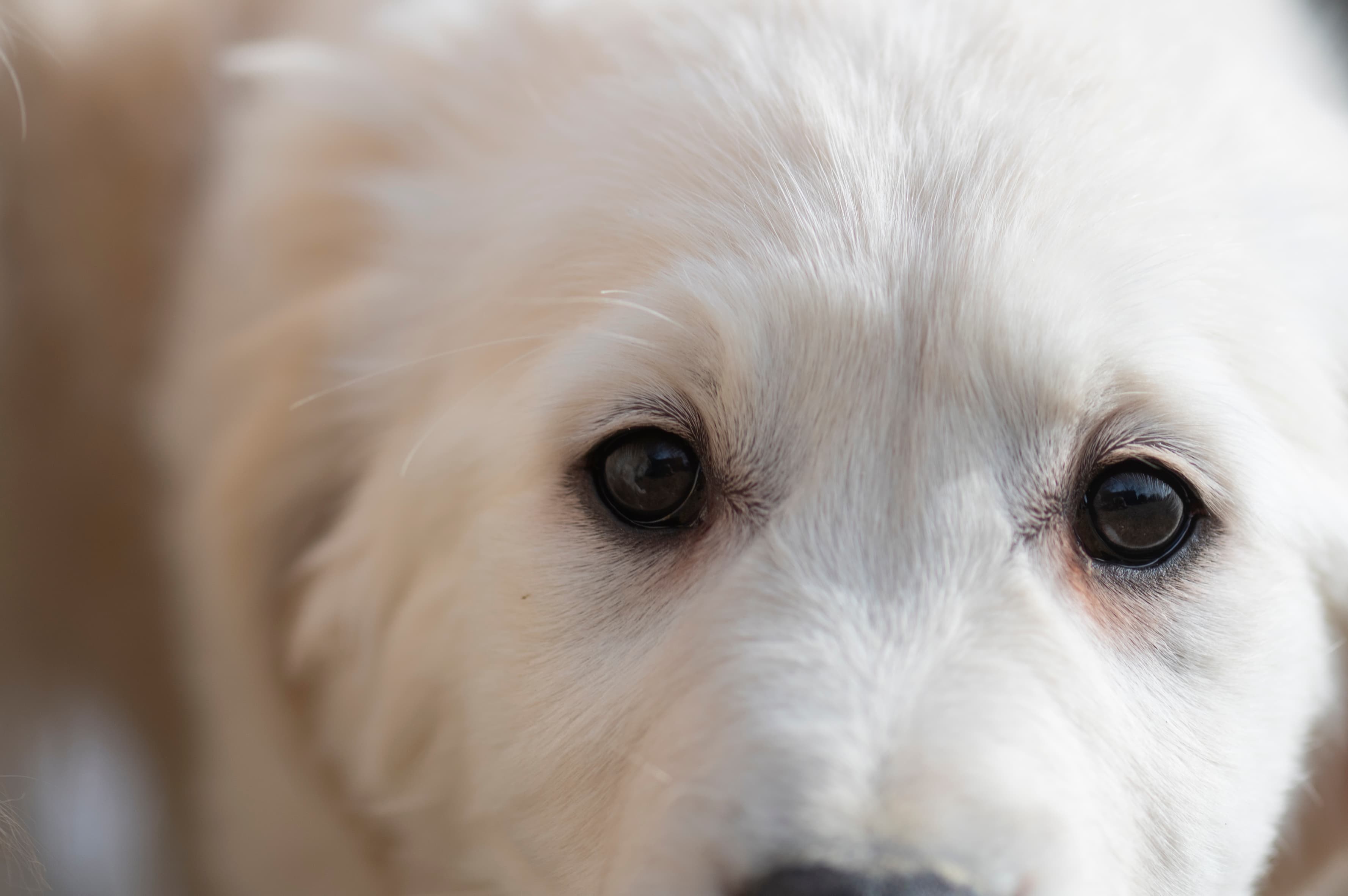 Puppies — ABbSeibert093