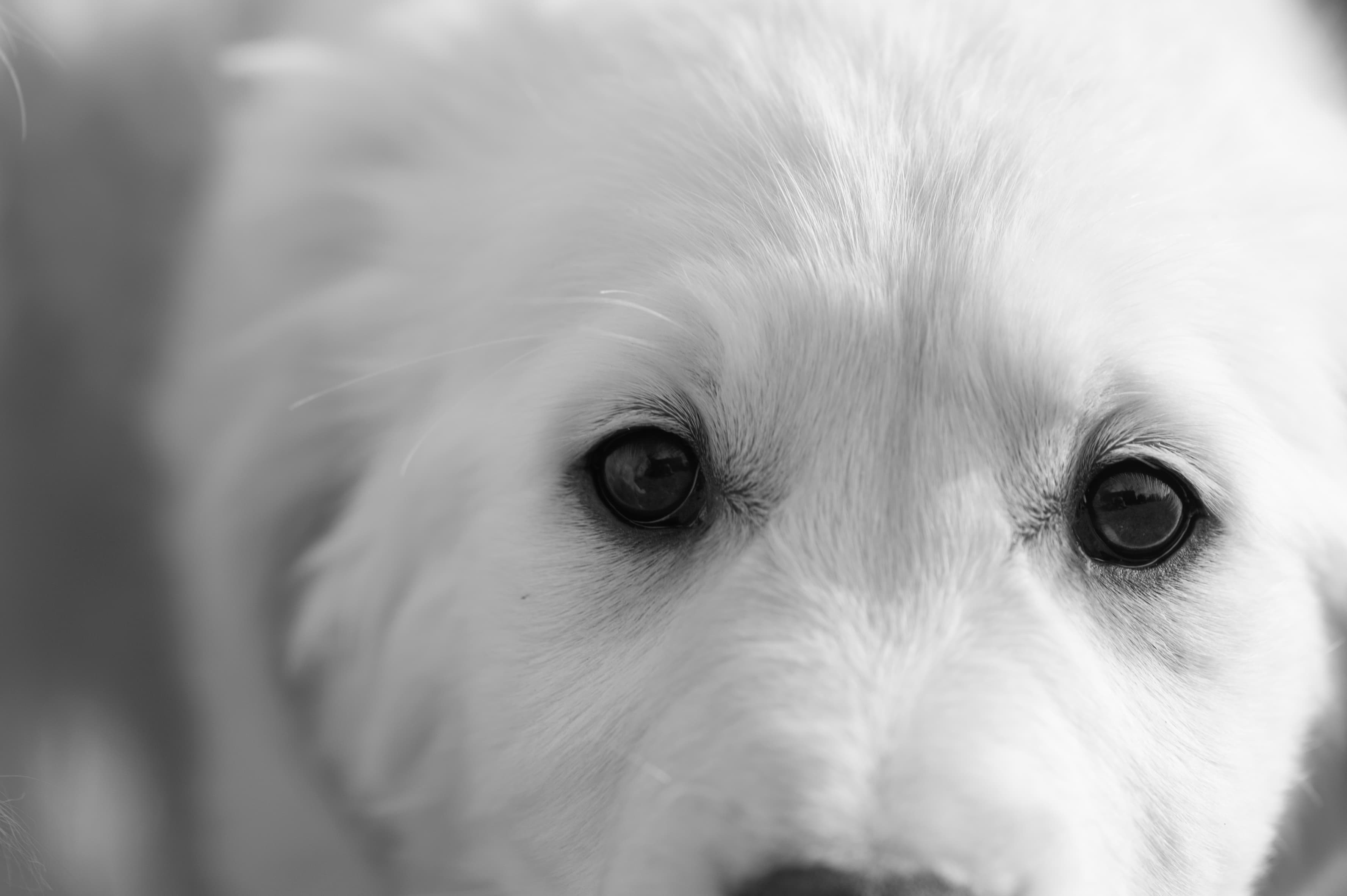 Puppies — ABbSeibert093 1