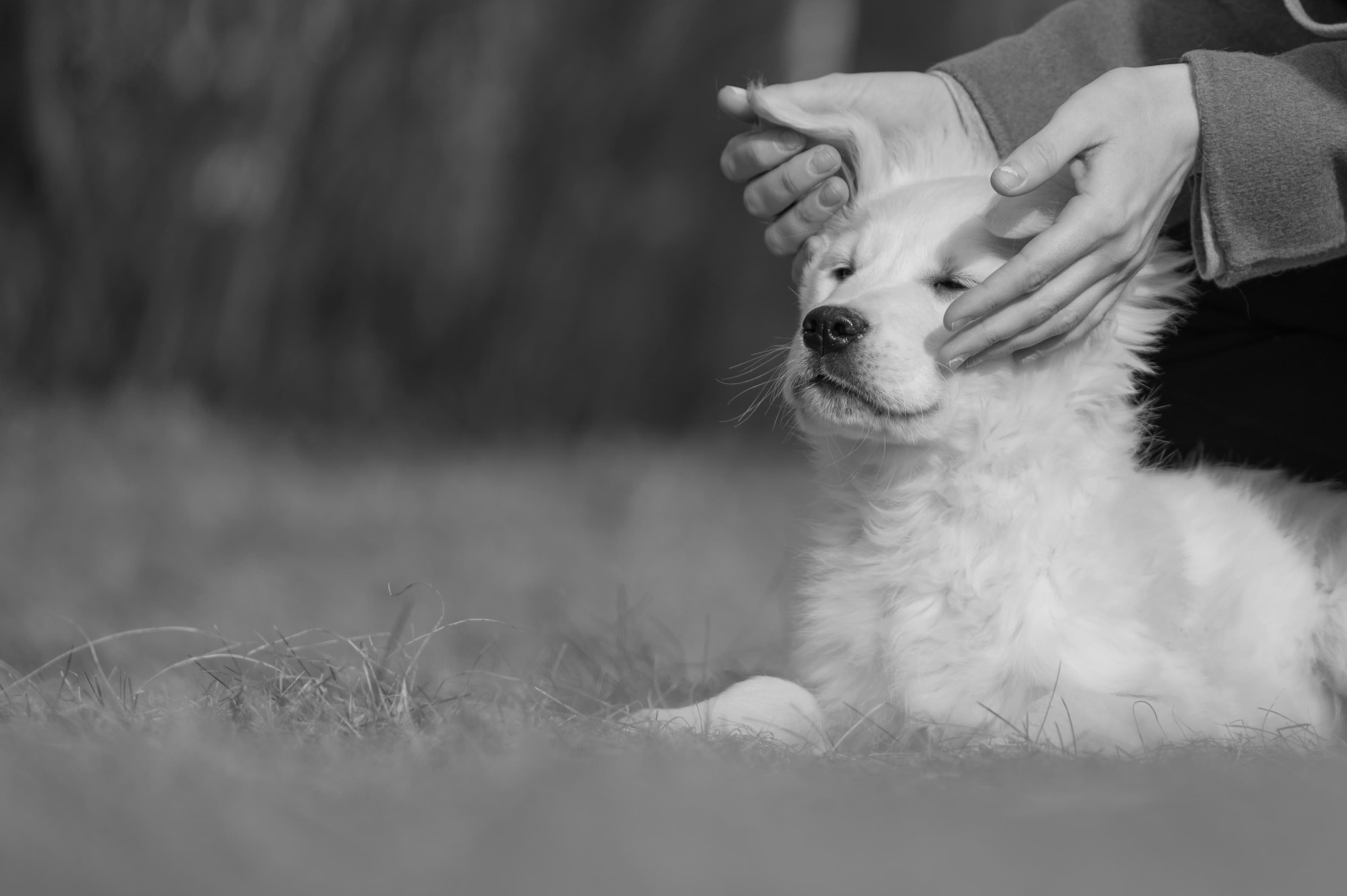 Puppies — ABbSeibert194