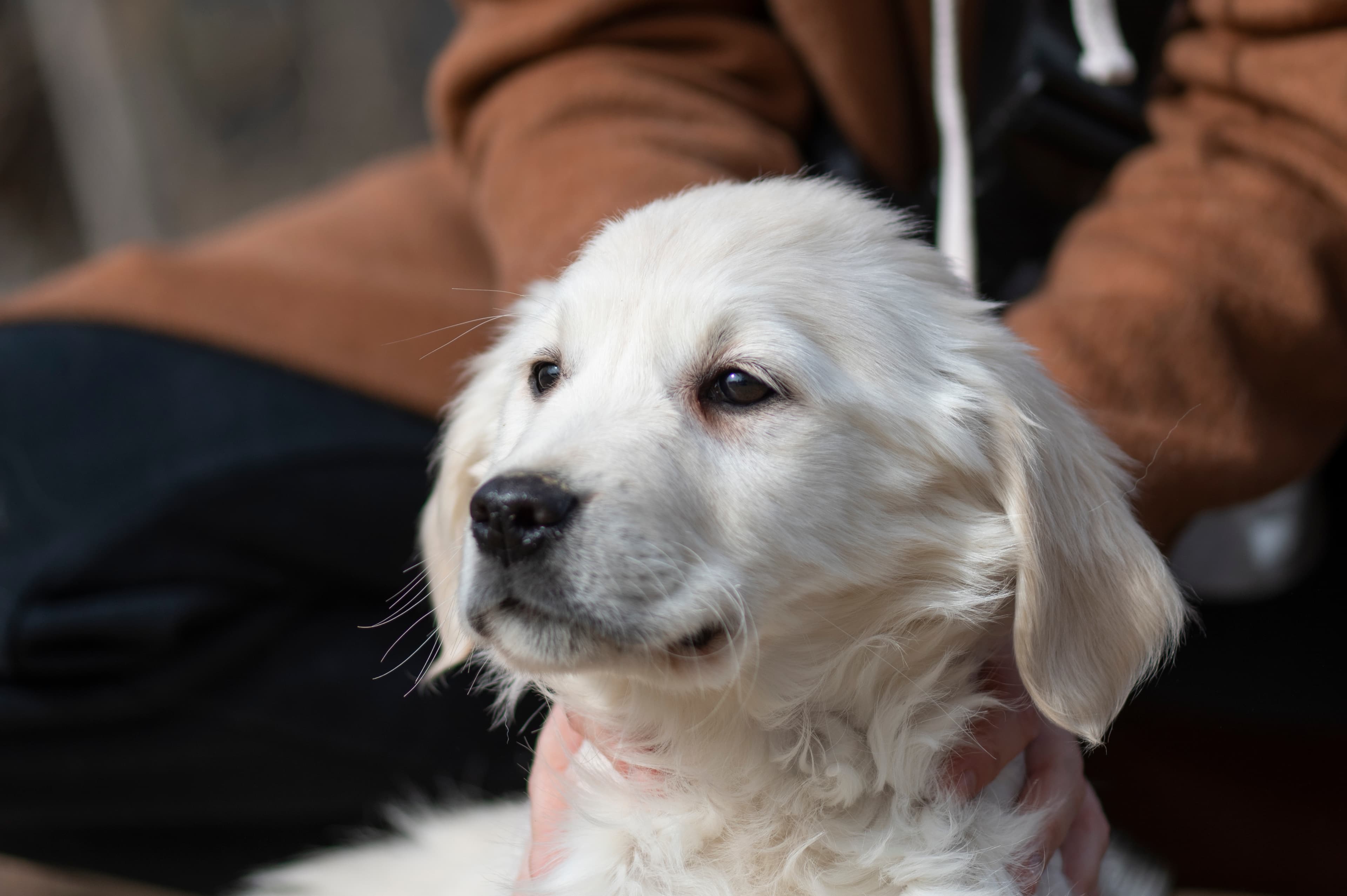 Puppies — ABbSeibert221 1