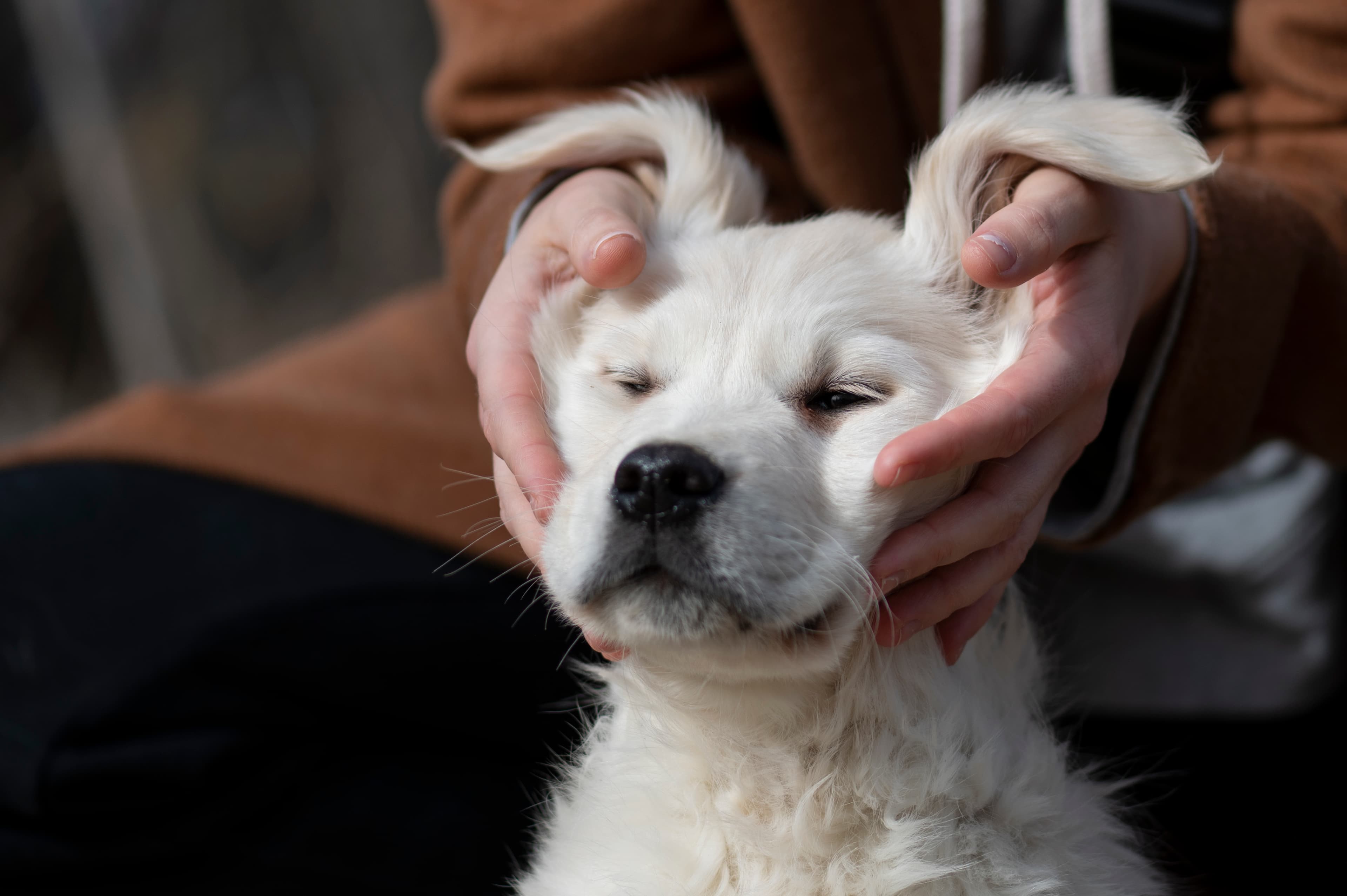 Puppies — ABbSeibert242