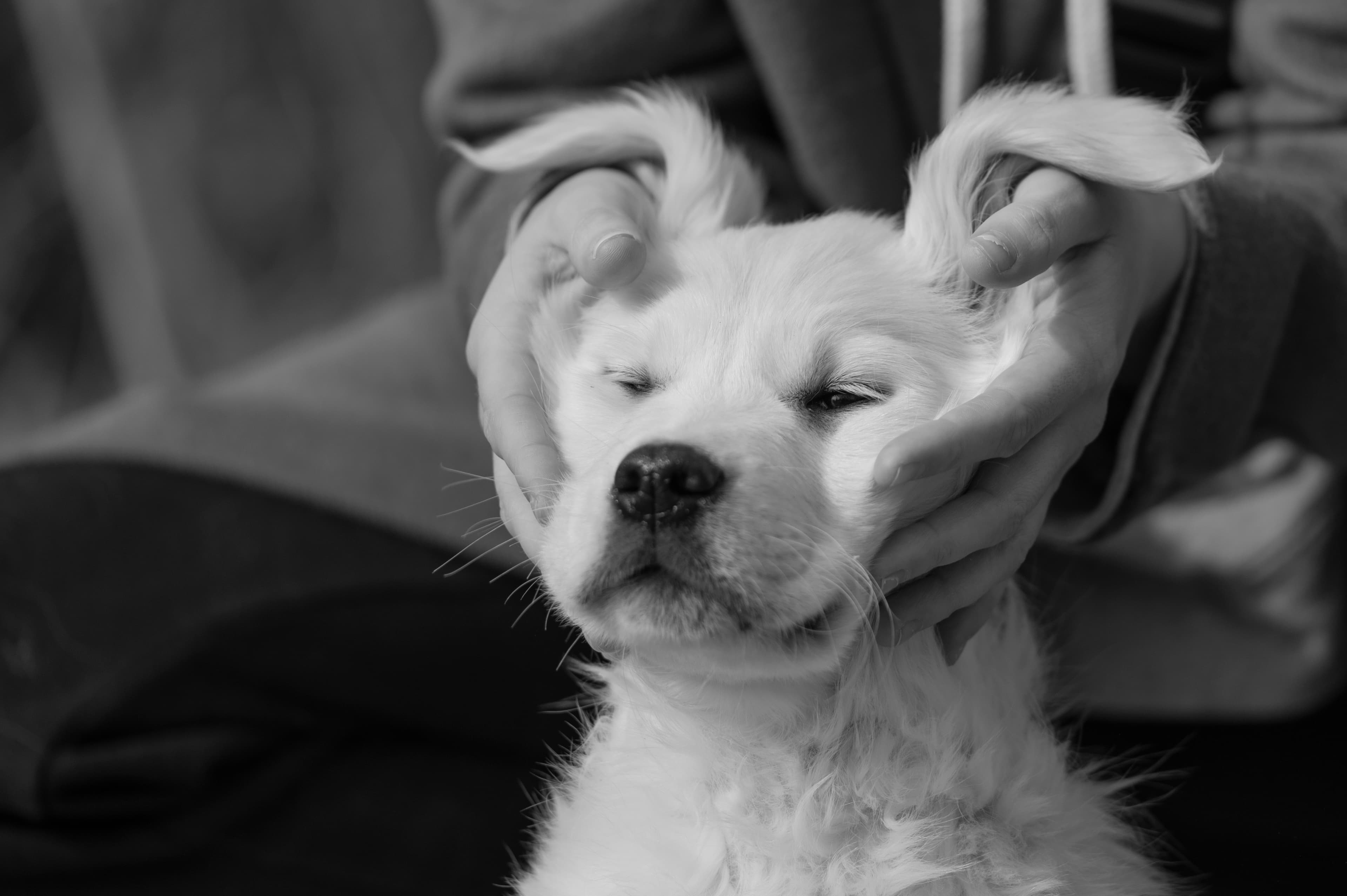 Puppies — ABbSeibert242 2