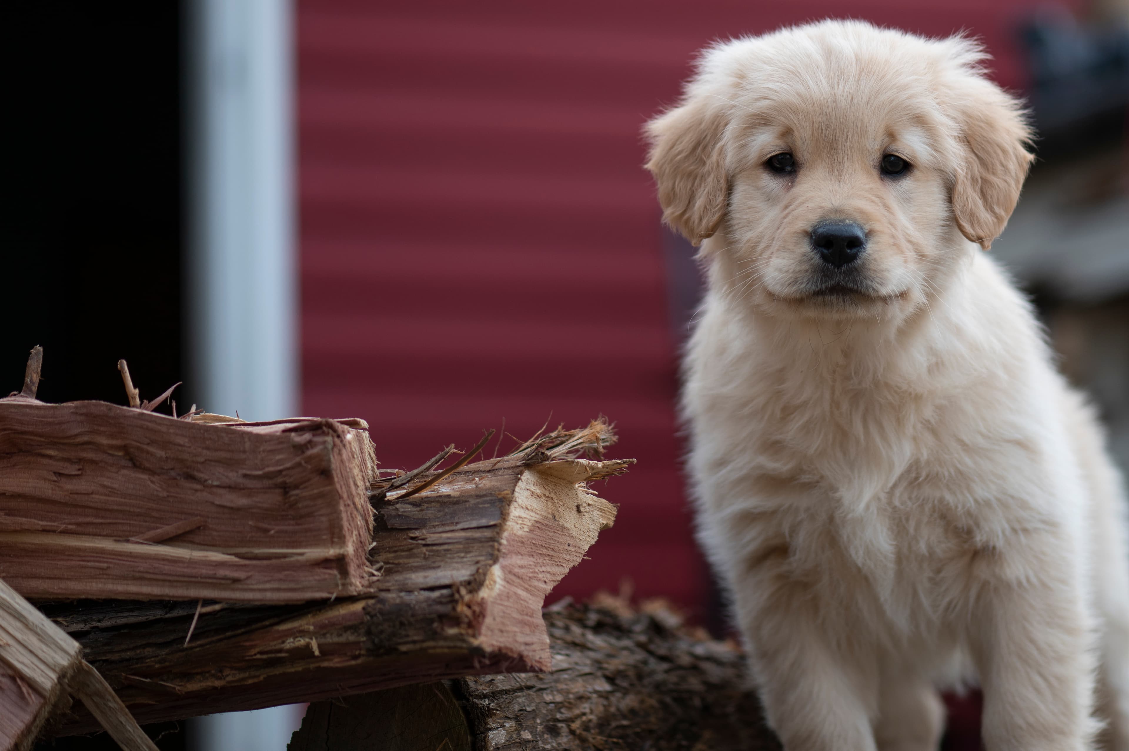 Puppies — YellowRita 10wks012