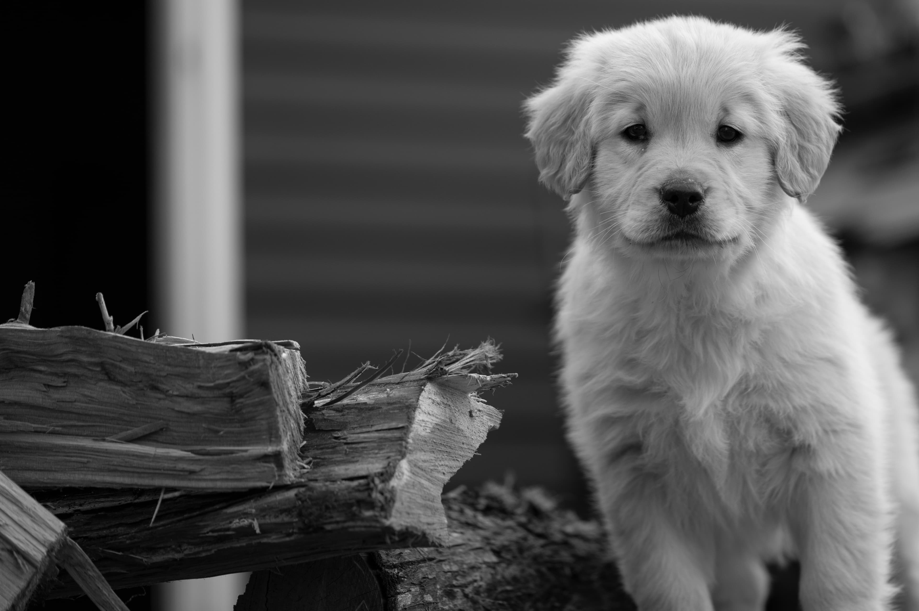 Puppies — YellowRita 10wks012 1