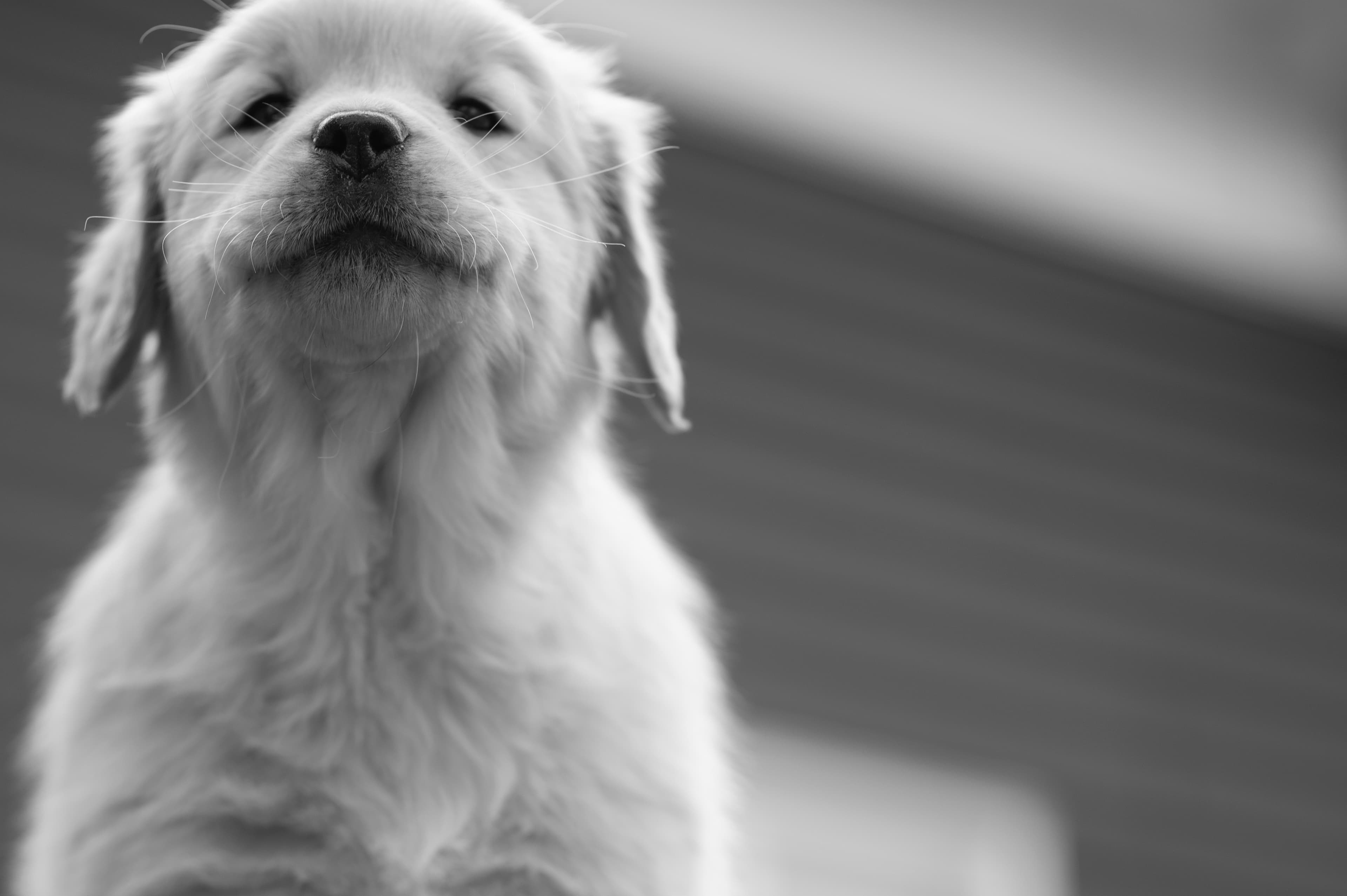 Puppies — YellowRita 10wks027