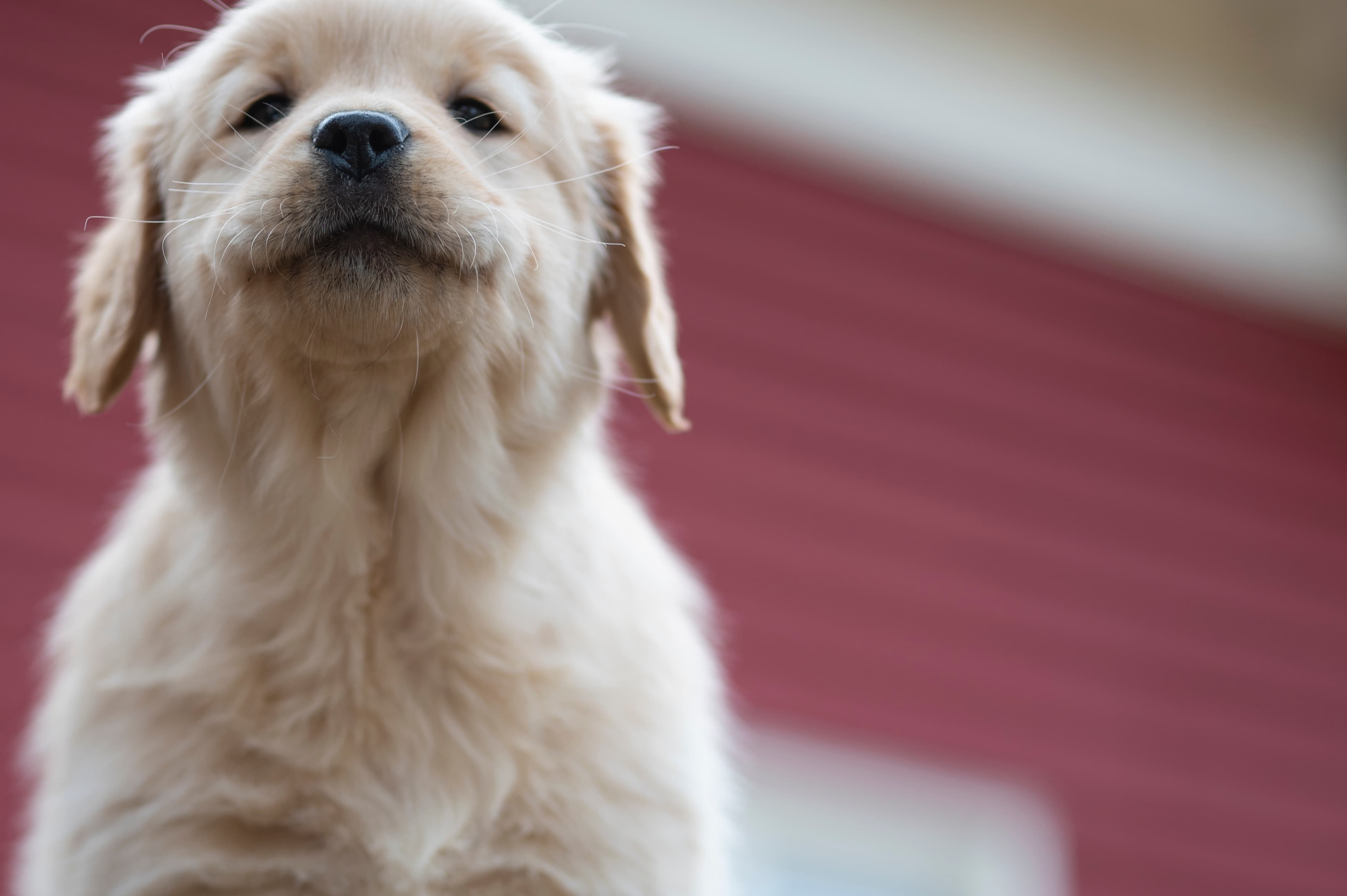 Puppies — YellowRita 10wks027 1