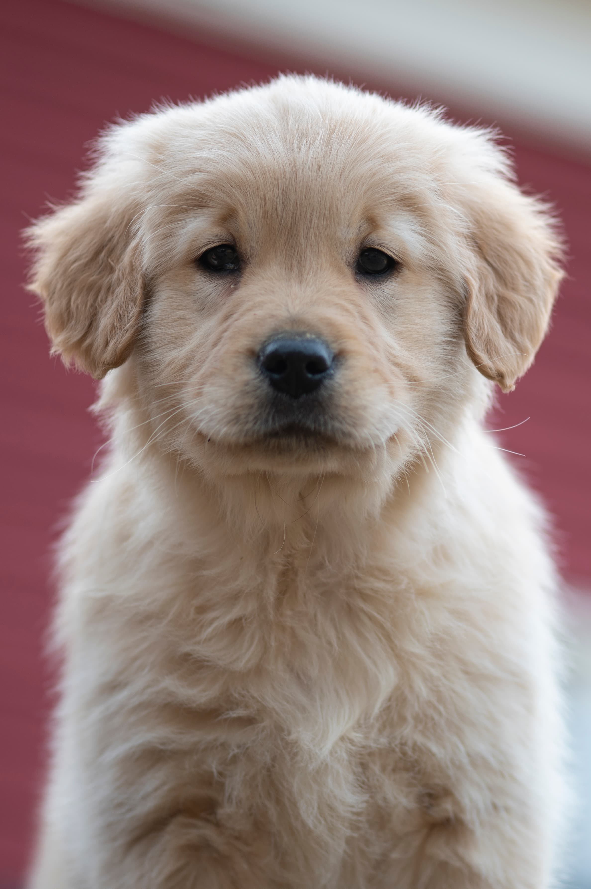 Puppies — YellowRita 10wks036