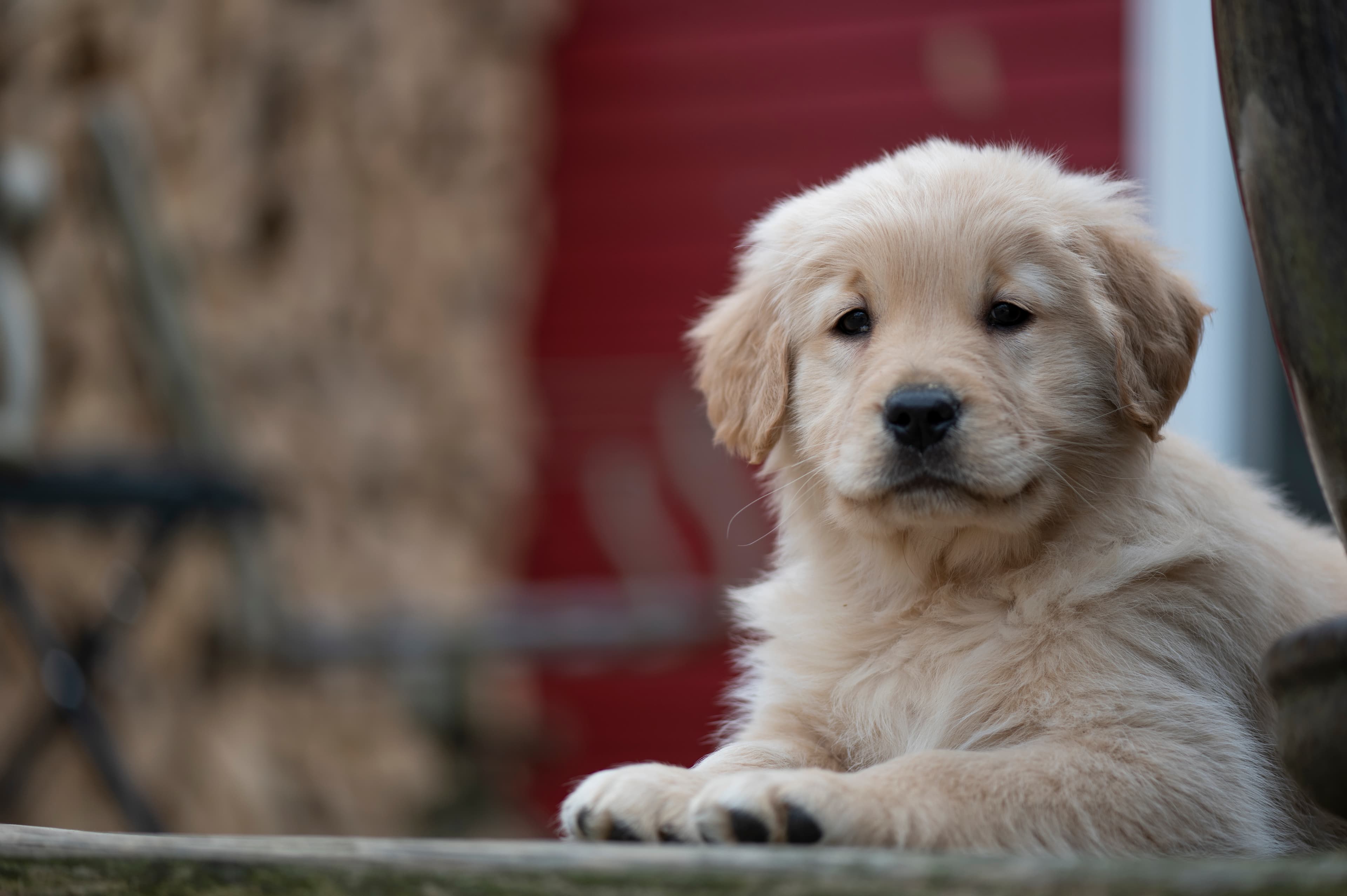 Puppies — YellowRita 10wks066