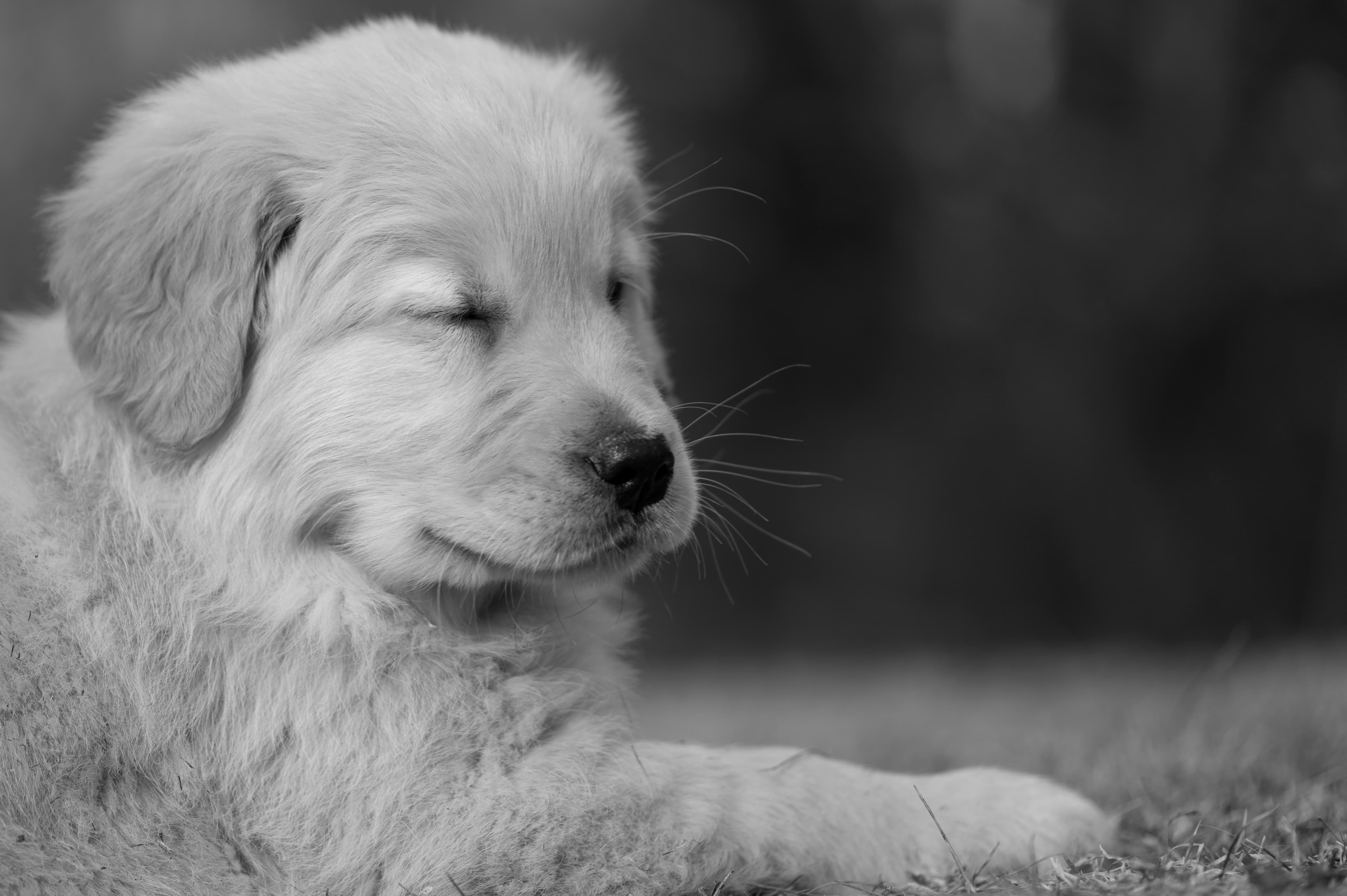 Puppies — YellowRita 10wks145 1