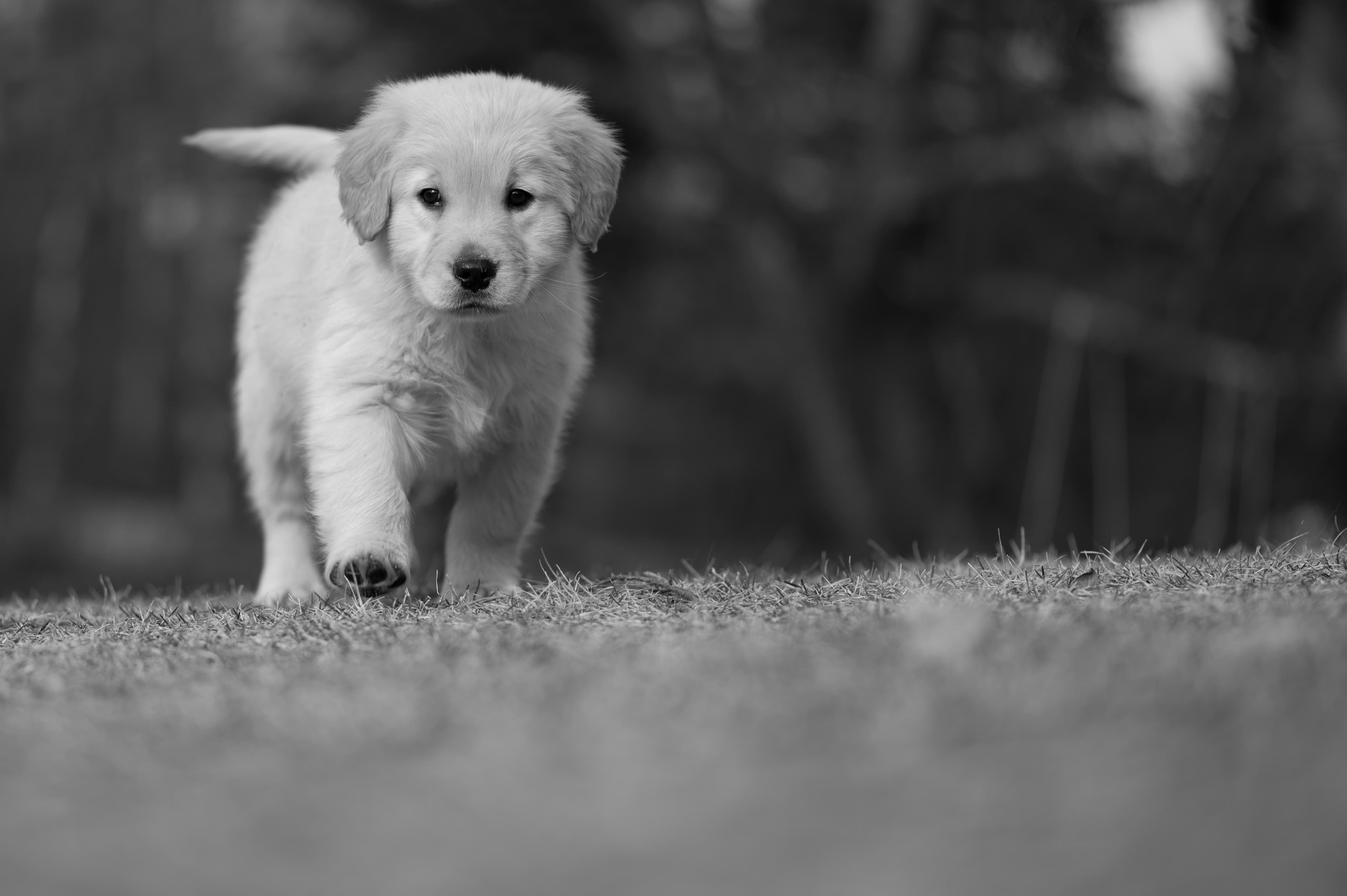 Puppies — YellowRita 10wks173