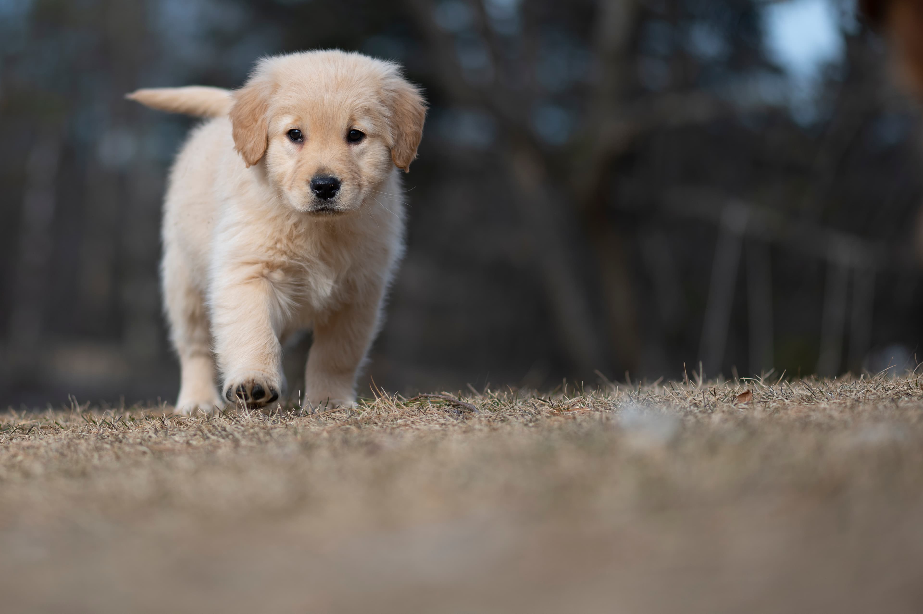Puppies — YellowRita 10wks173 1
