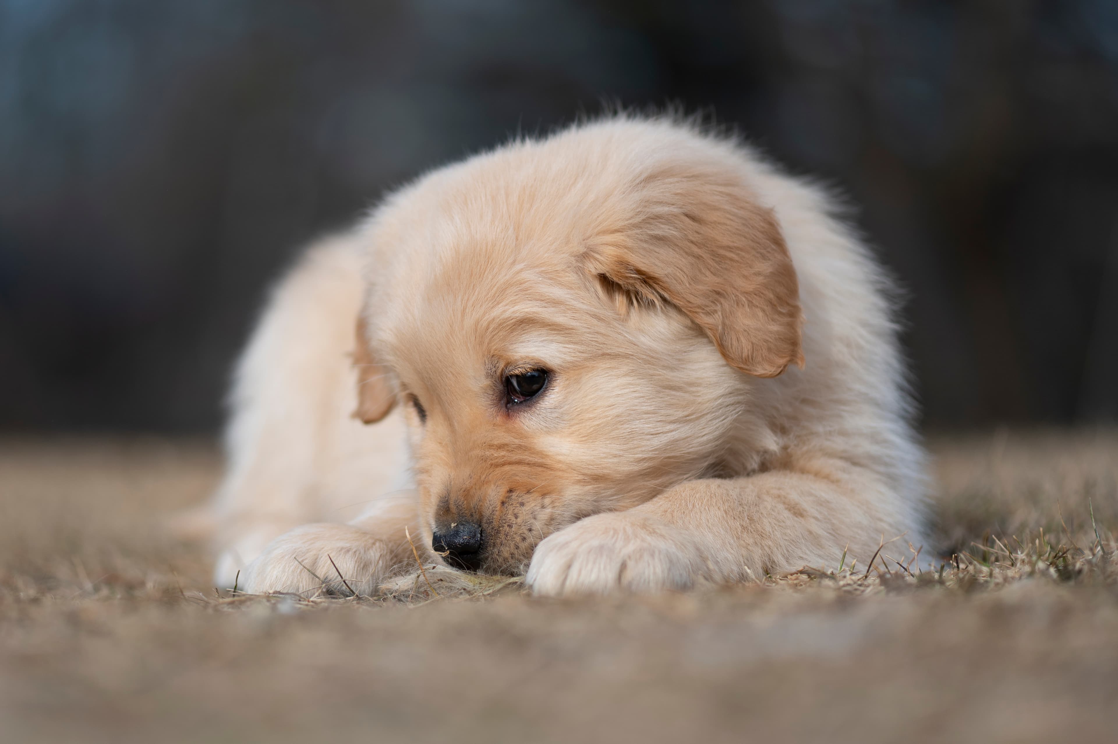 Puppies — YellowRita 10wks187