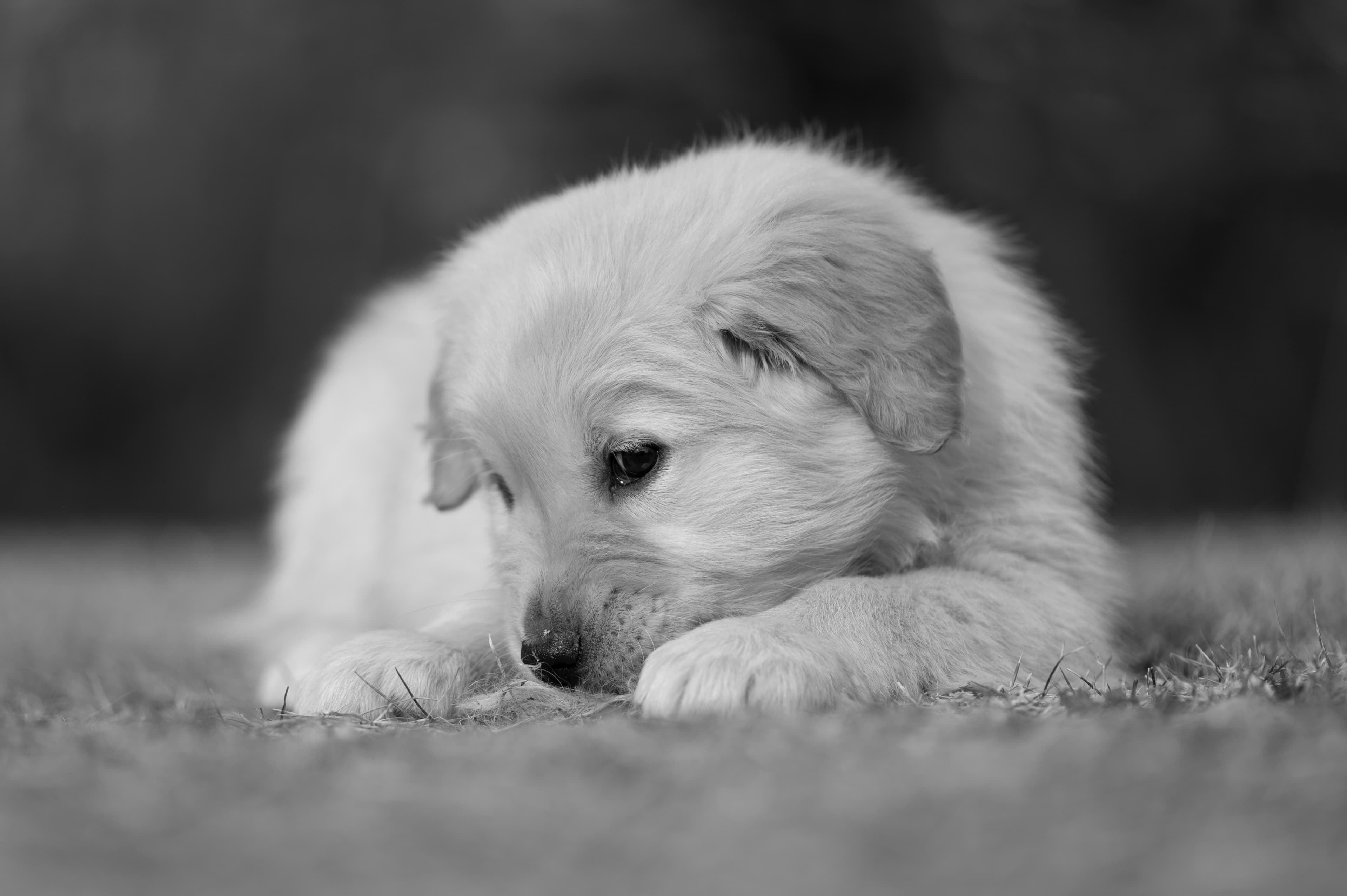 Puppies — YellowRita 10wks187 1