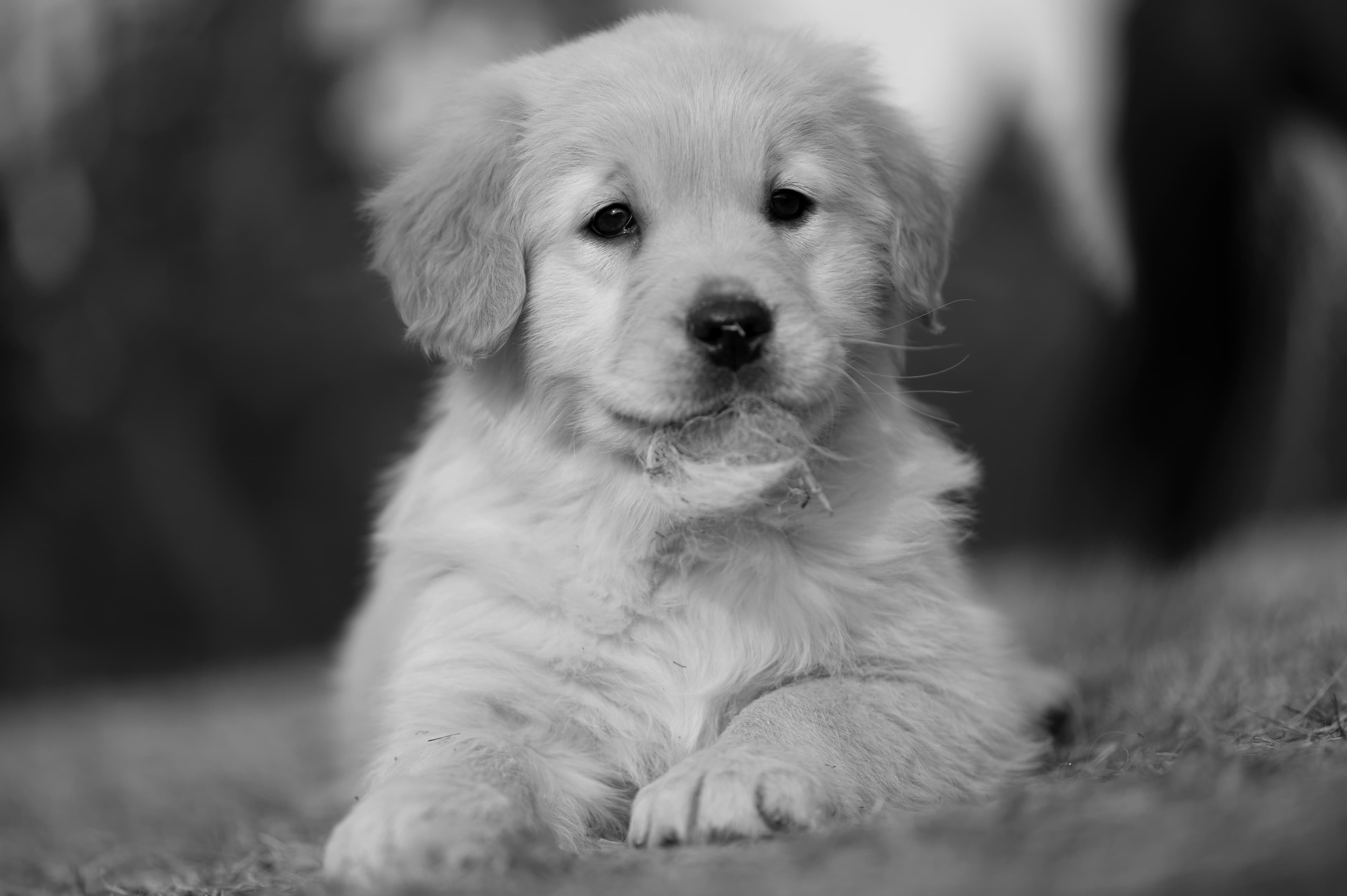 Puppies — YellowRita 10wks312