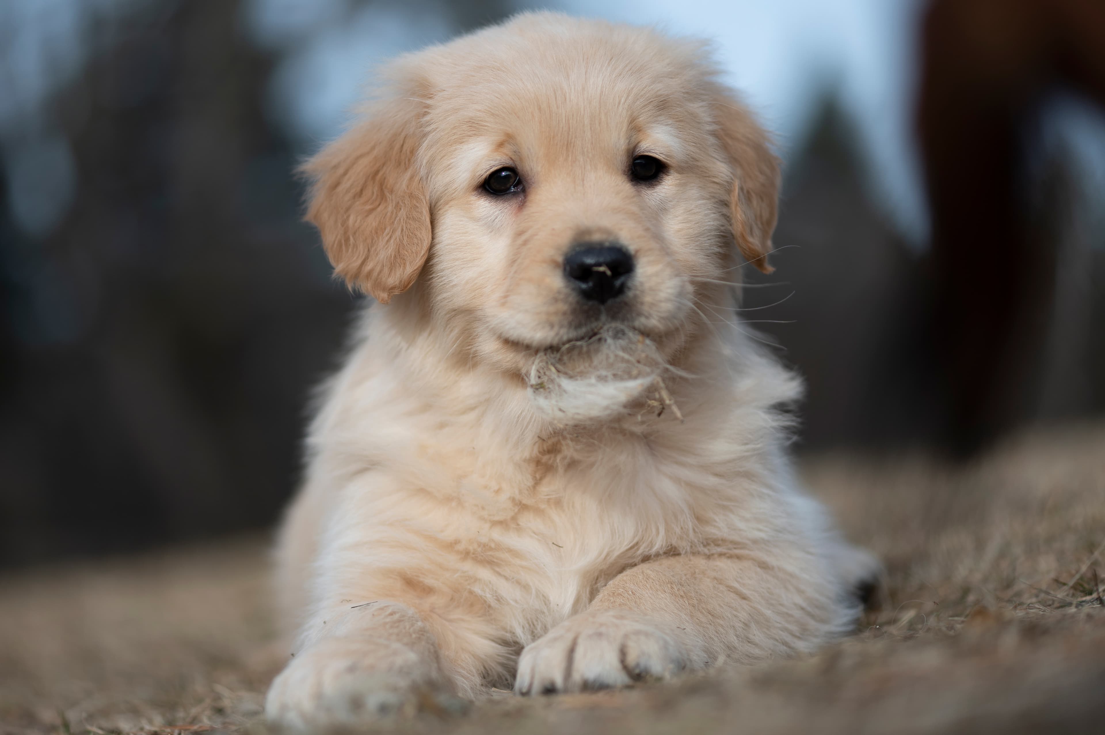 Puppies — YellowRita 10wks312 1