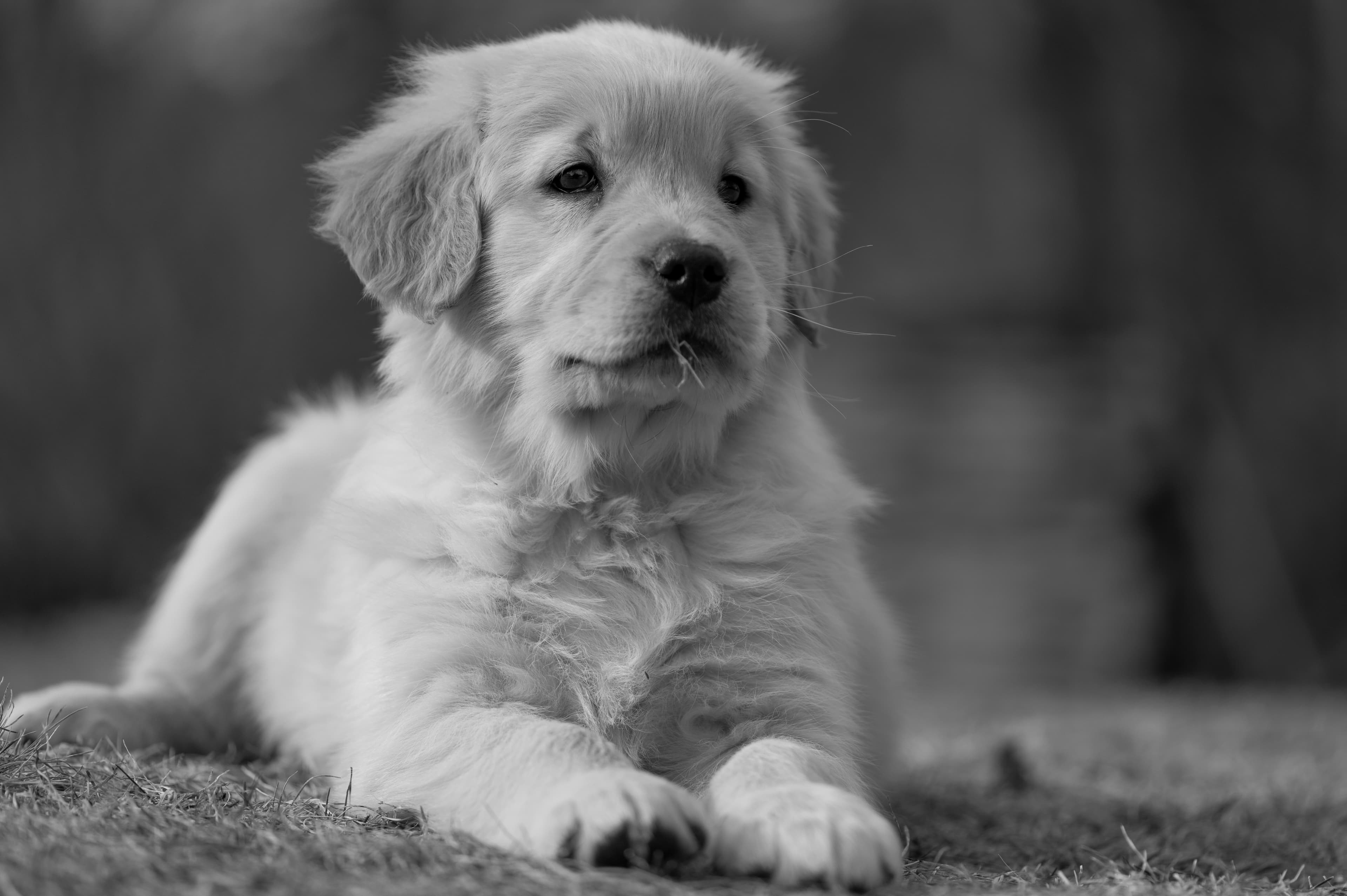 Puppies — YellowRita 10wks360