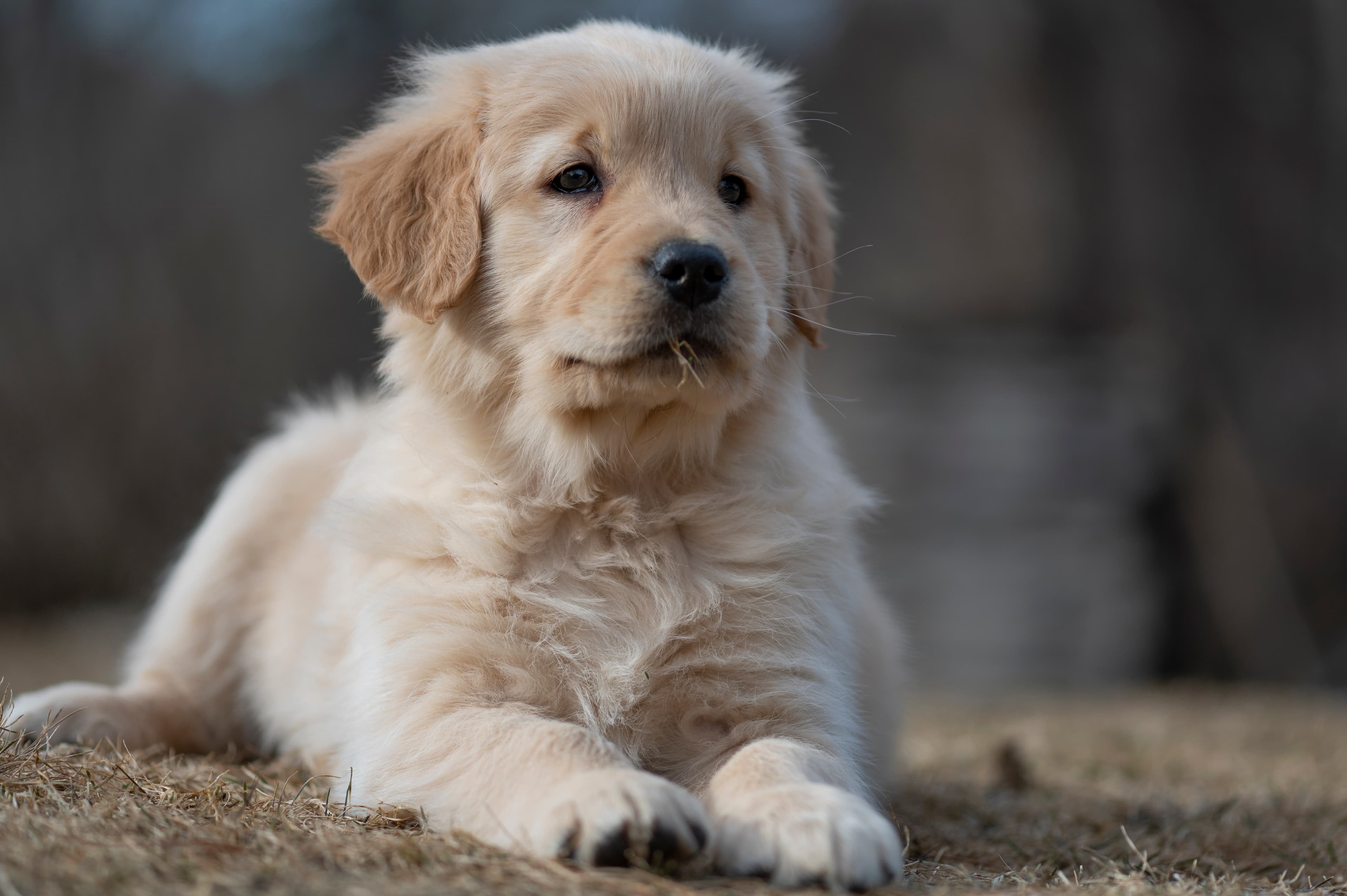 Puppies — YellowRita 10wks360 1