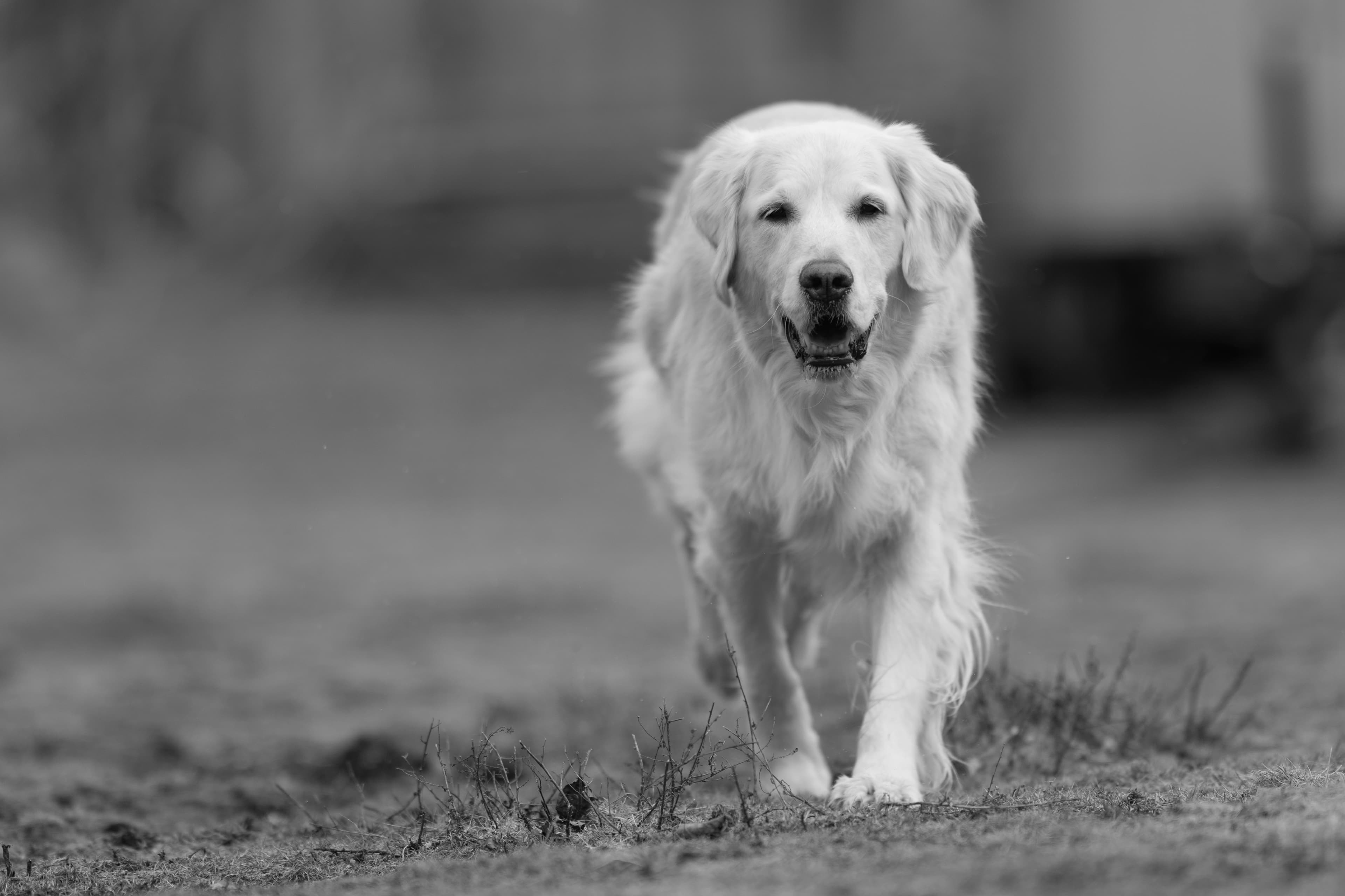 Puppies — ScRaMartinPiper004 2