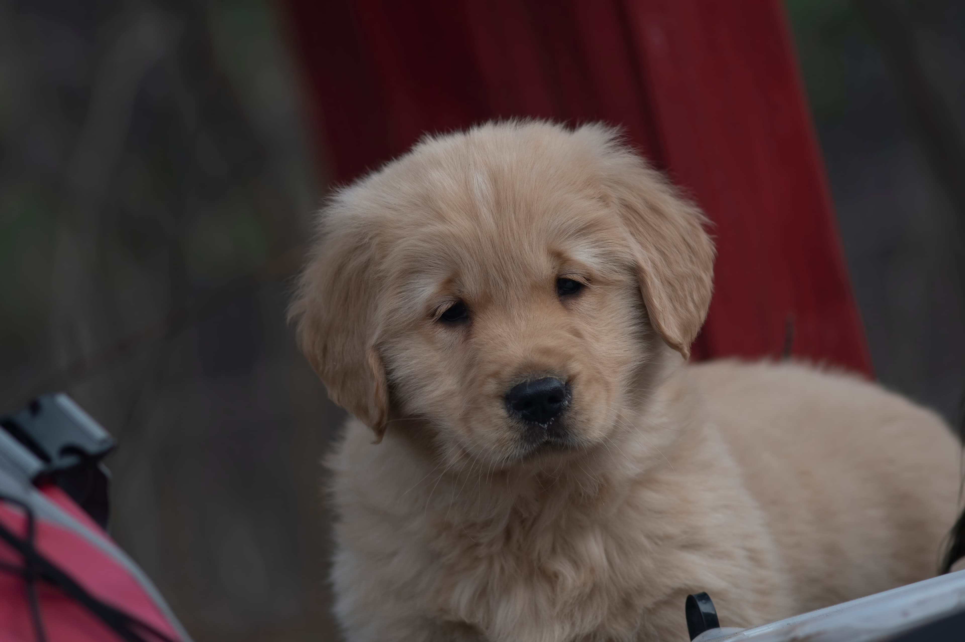 Puppies — SRitaPastor085 1 f