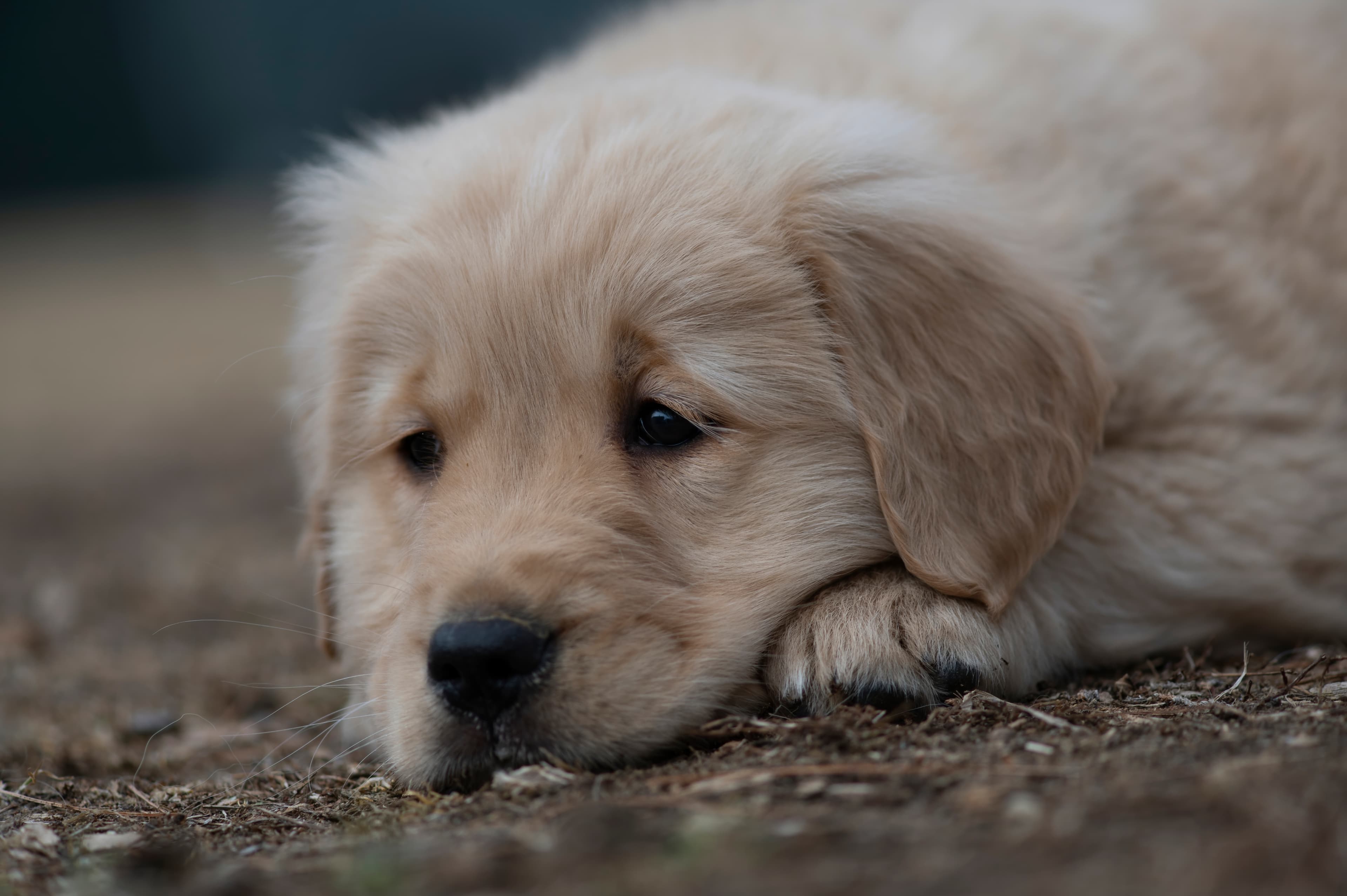 Puppies — SRitaPastor102 f