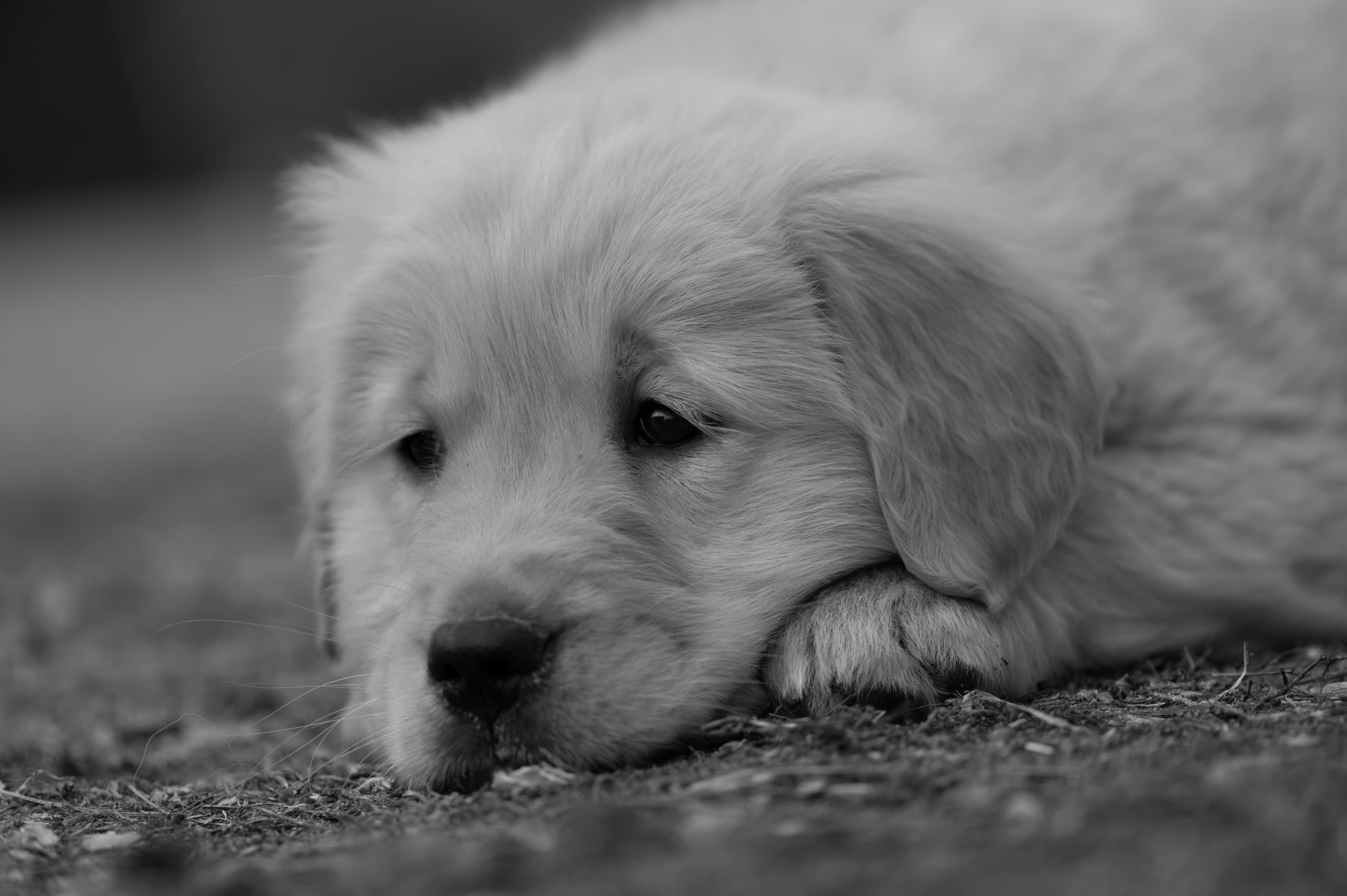 Puppies — SRitaPastor102 1 f