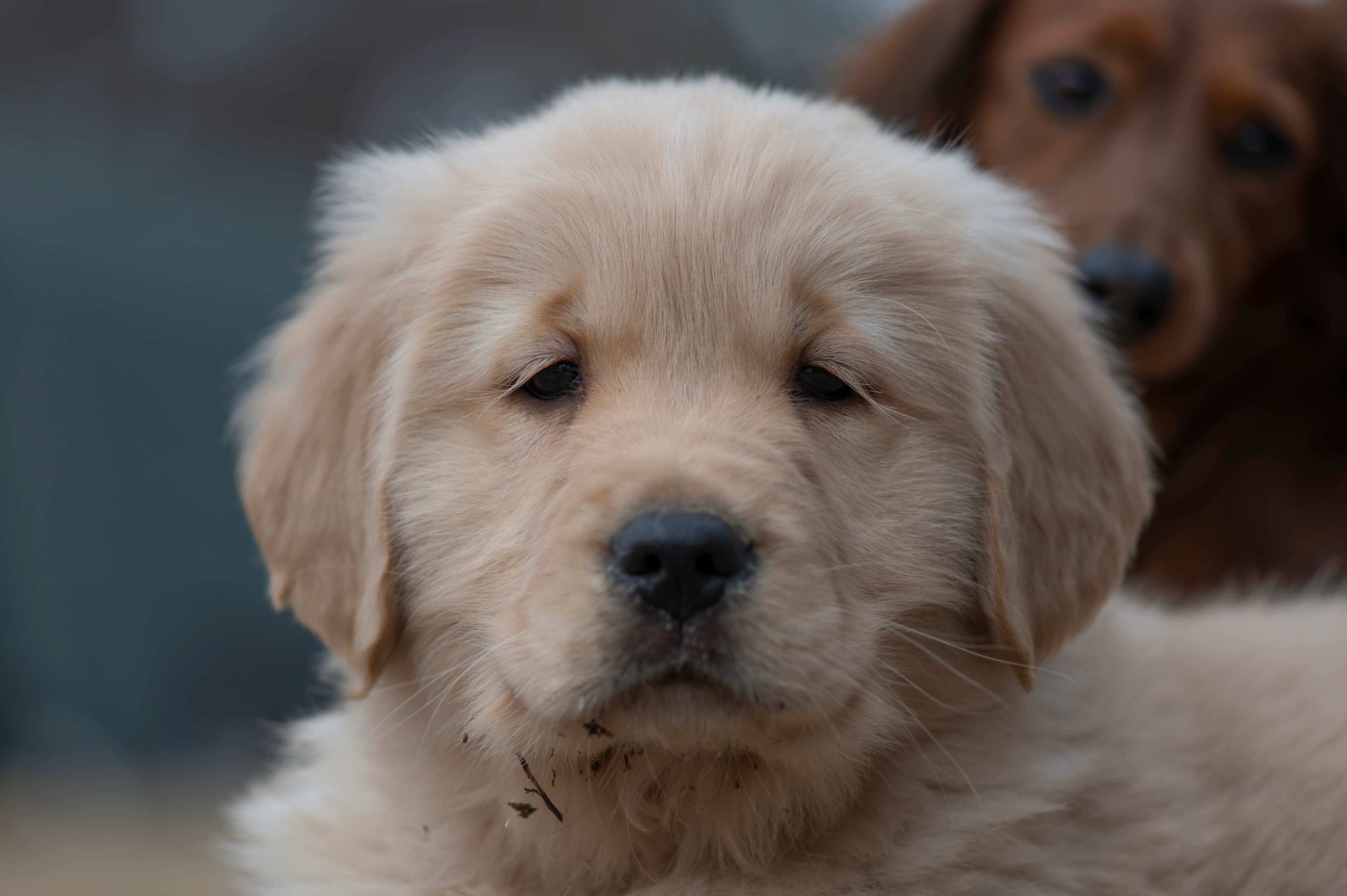 Puppies — SRitaPastor111 1 f