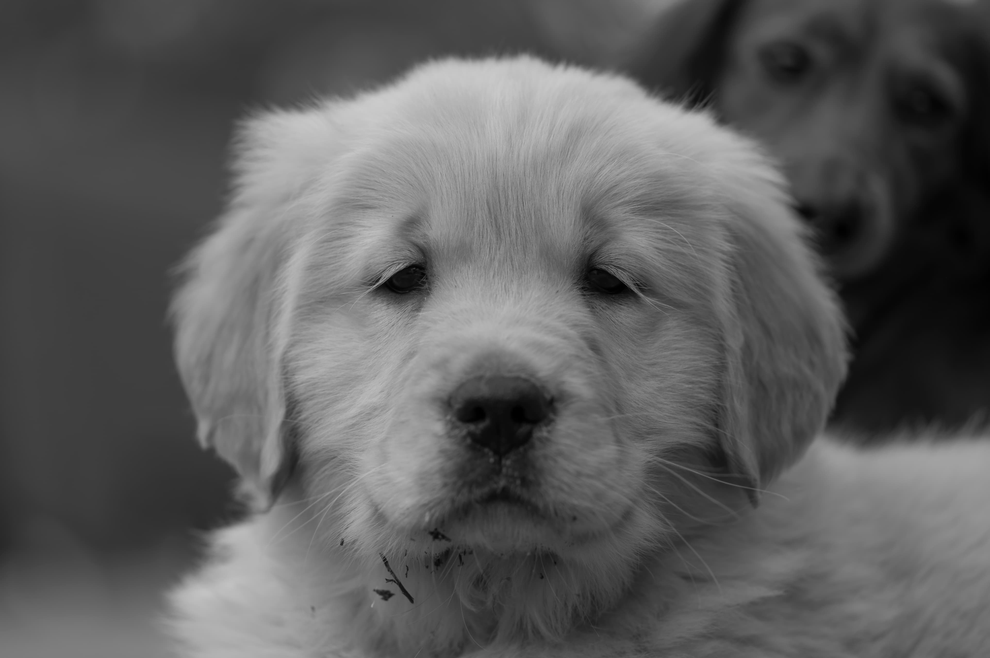 Puppies — SRitaPastor111 2 f